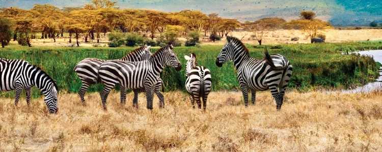 Zebras grazing Kenya