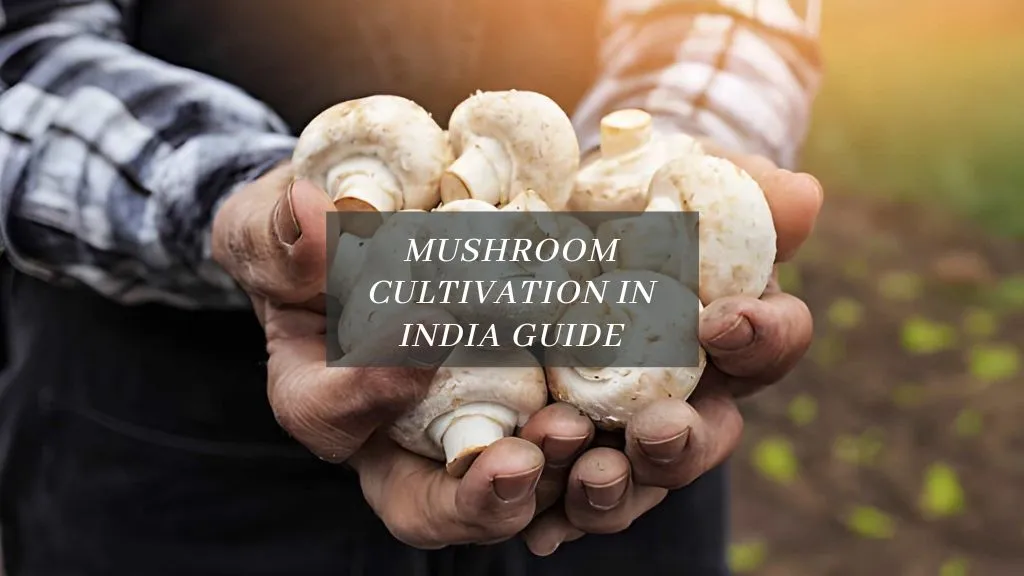 How To Grow Mushrooms At Home For Beginners
