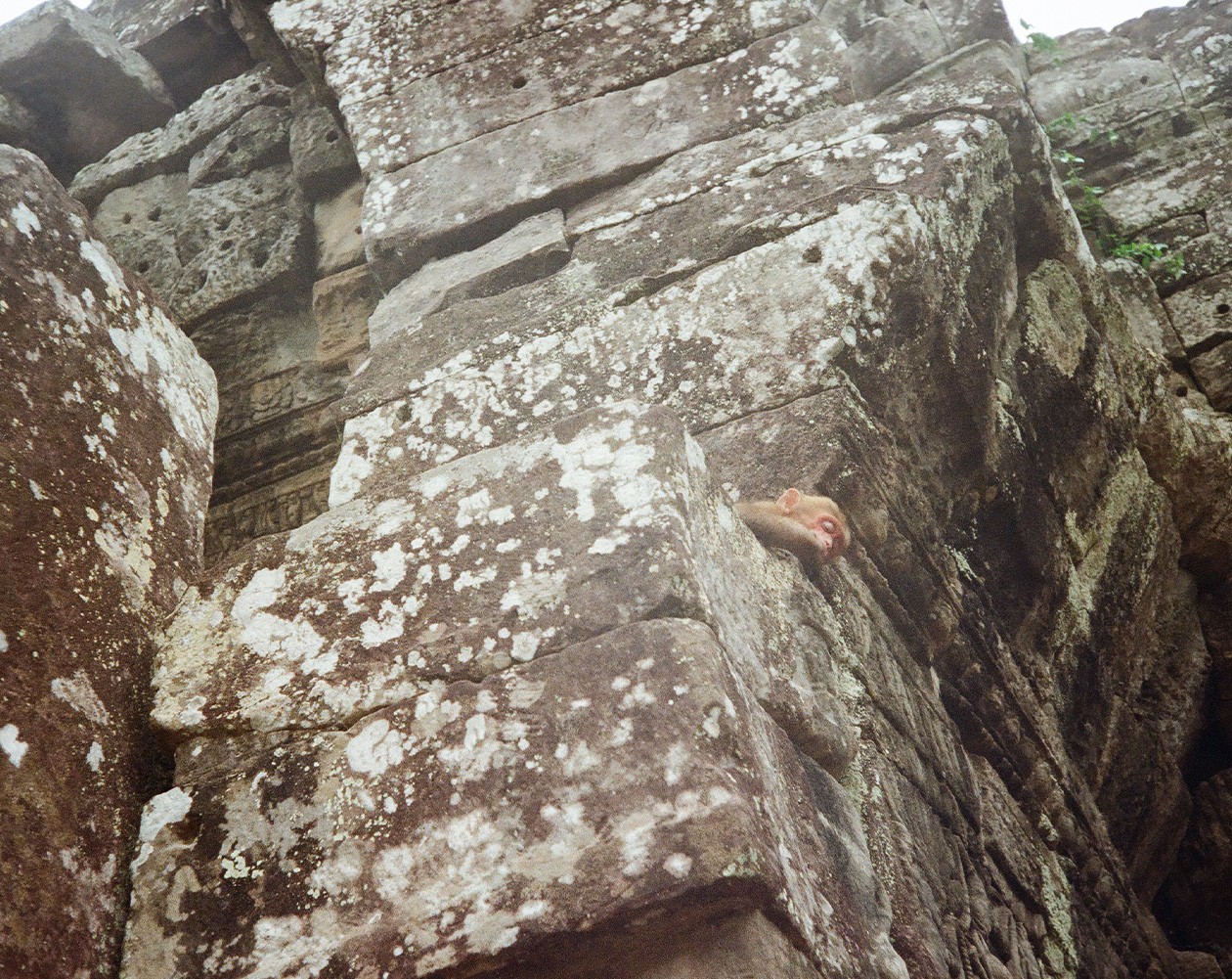 Temple and monkey 2