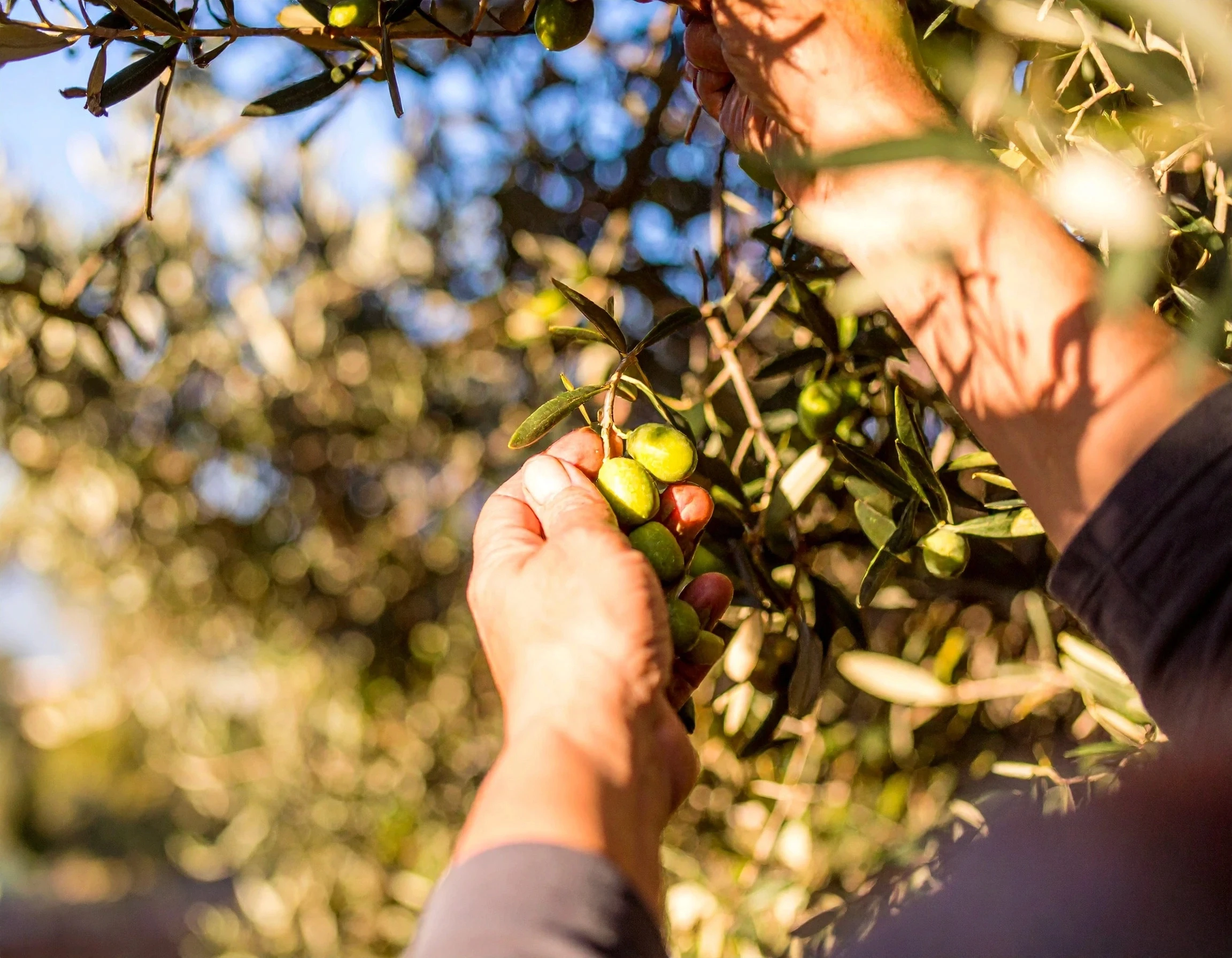 Olives in hand before being plucked