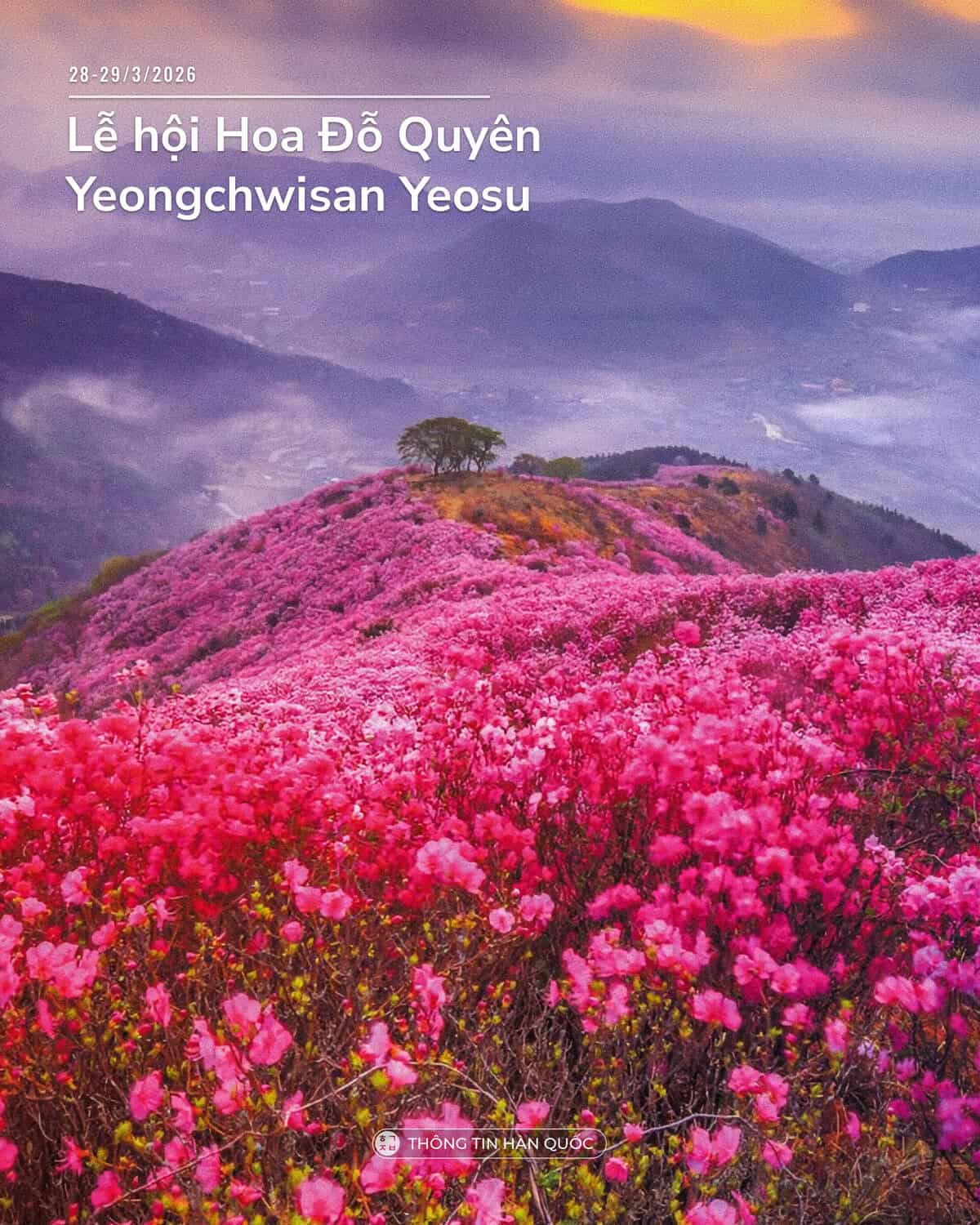 Lễ hội đỗ quyên Yeosu 2026 - núi Yeongchwisan phủ hồng rực hoa đỗ quyên