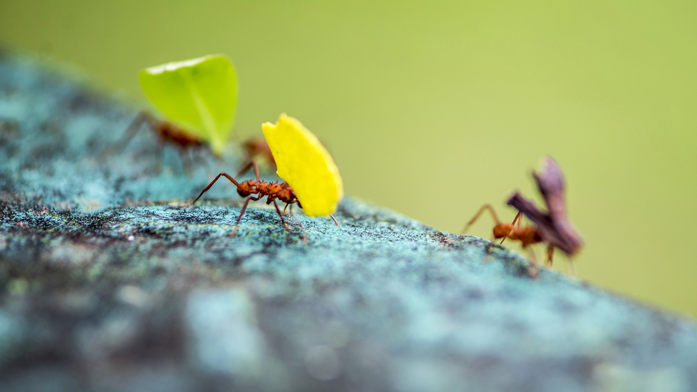 Leafcutter ants