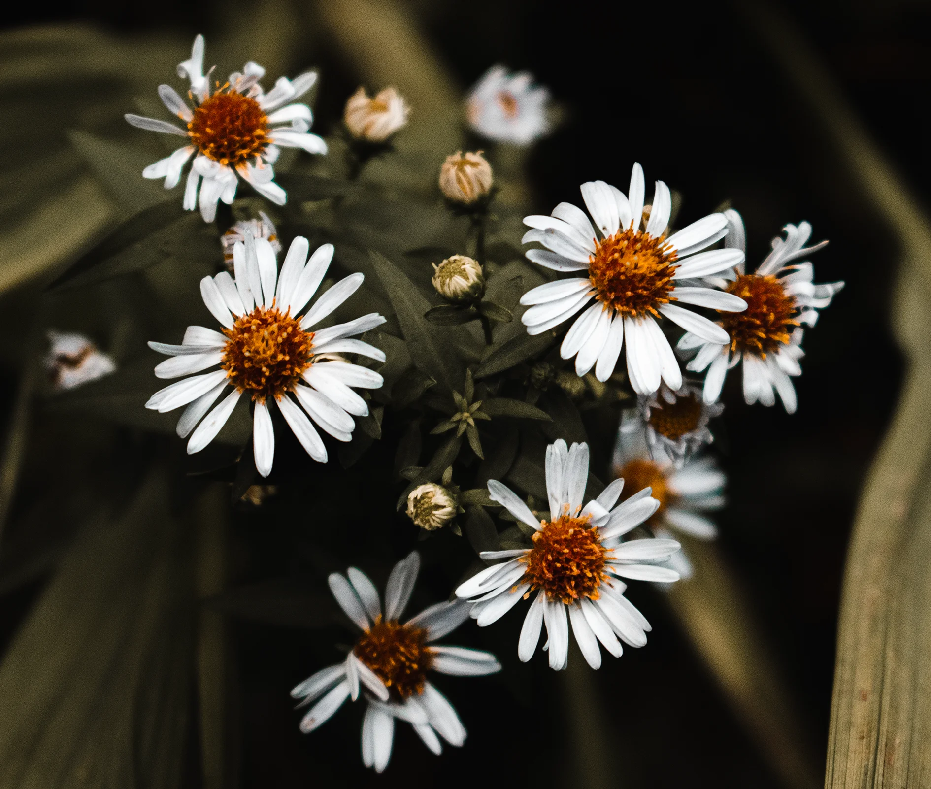 Des fleurs blanches à cœur orange se détachent sur un arrière-plan sombre.