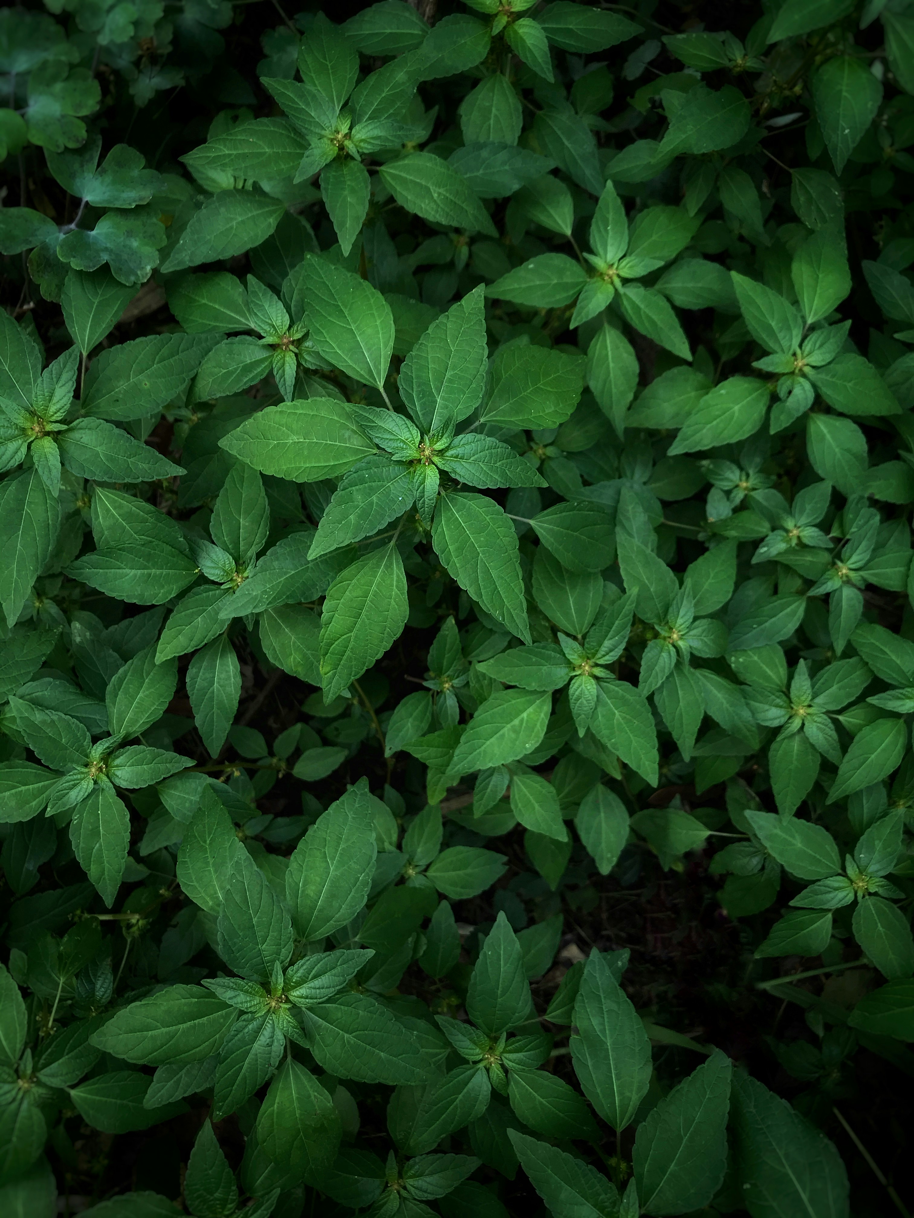 Detail image of green leaves in sunlight