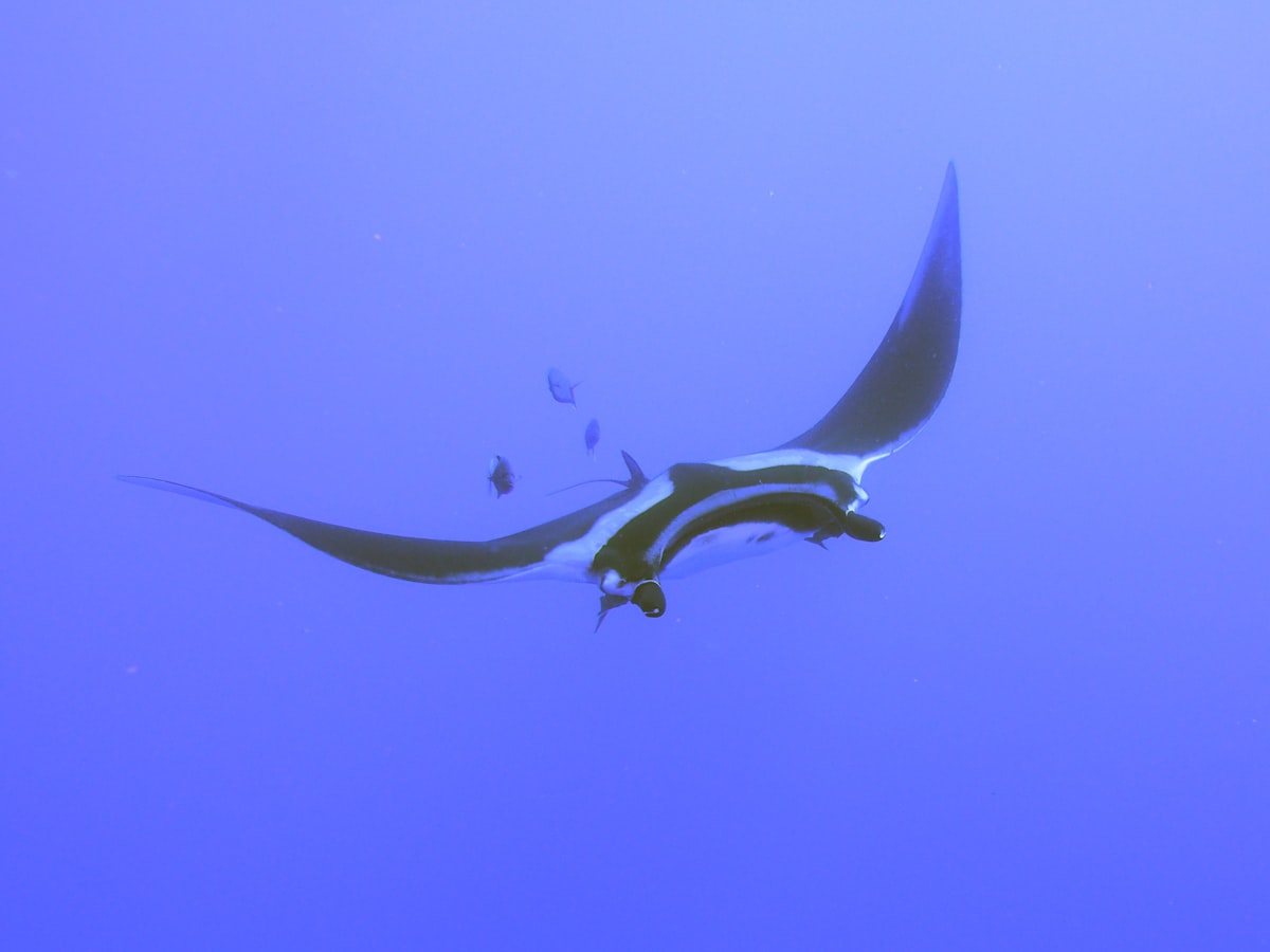 Reef manta ray soaring through open blue water