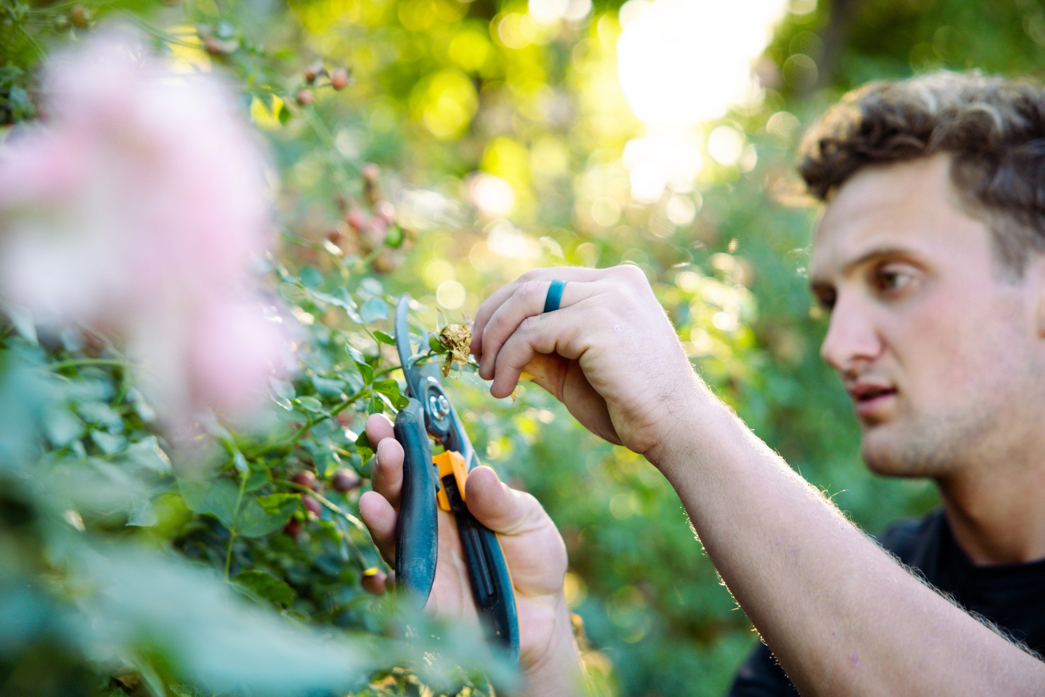Utah landscaper shaping overgrown hedge