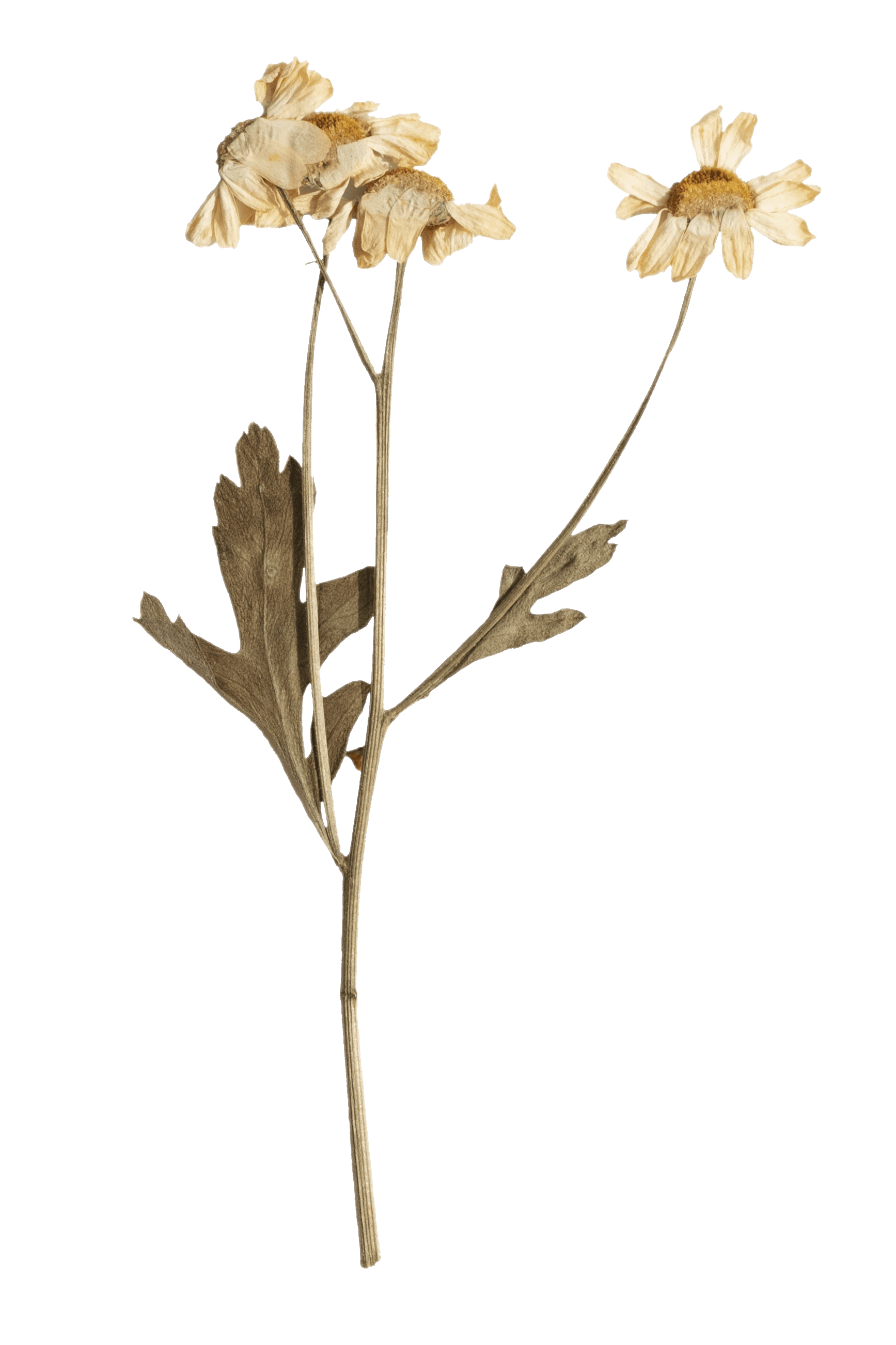 A simple illustration of a dried flower stem with two flowers and leaves, displayed against a plain background.