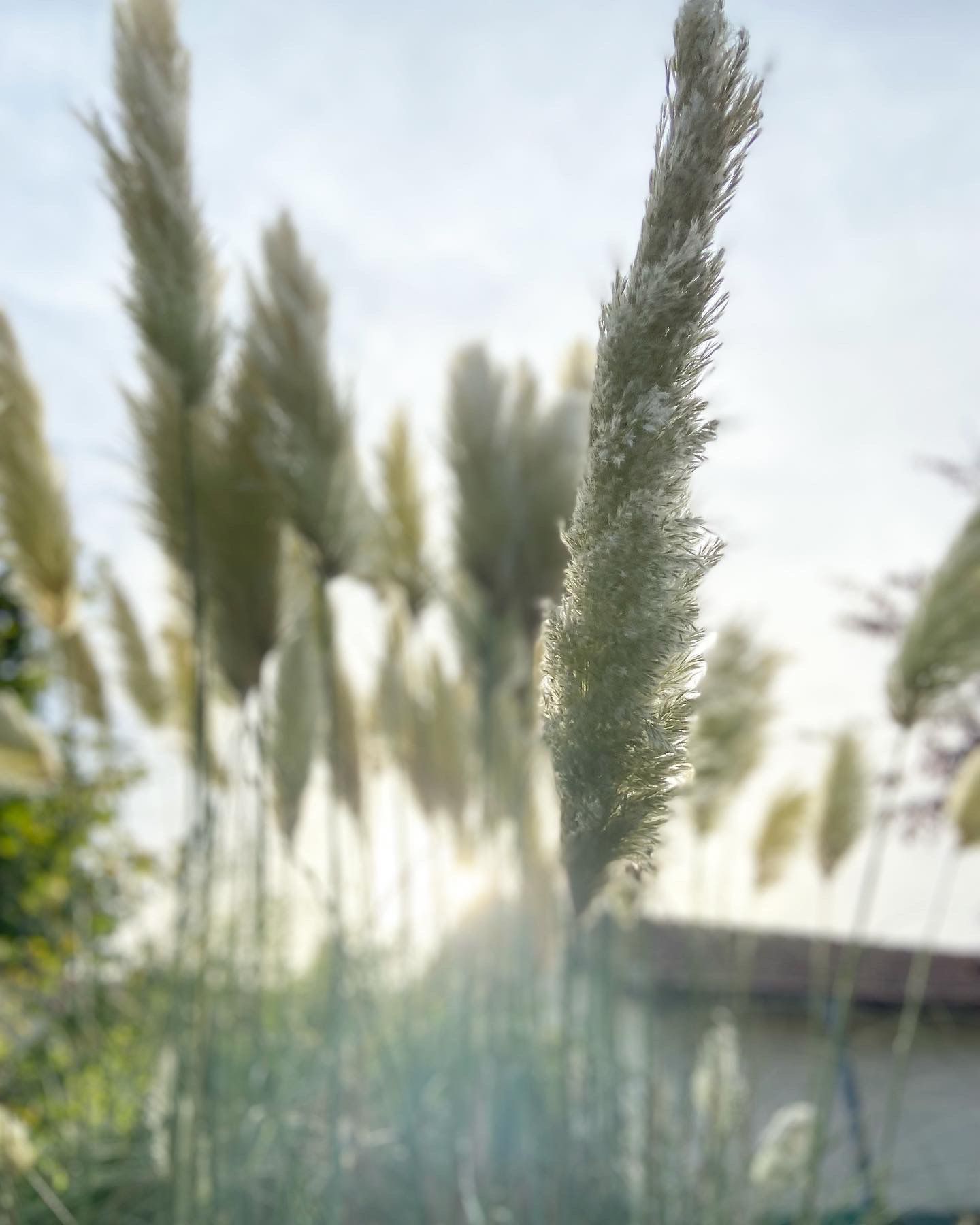 Photos de la section événement qui montre des fleurs de pampa dans la lumière, elle donne un aspect apaisant et esthétique au site web dédié au yoga