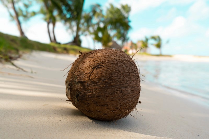 Cocco