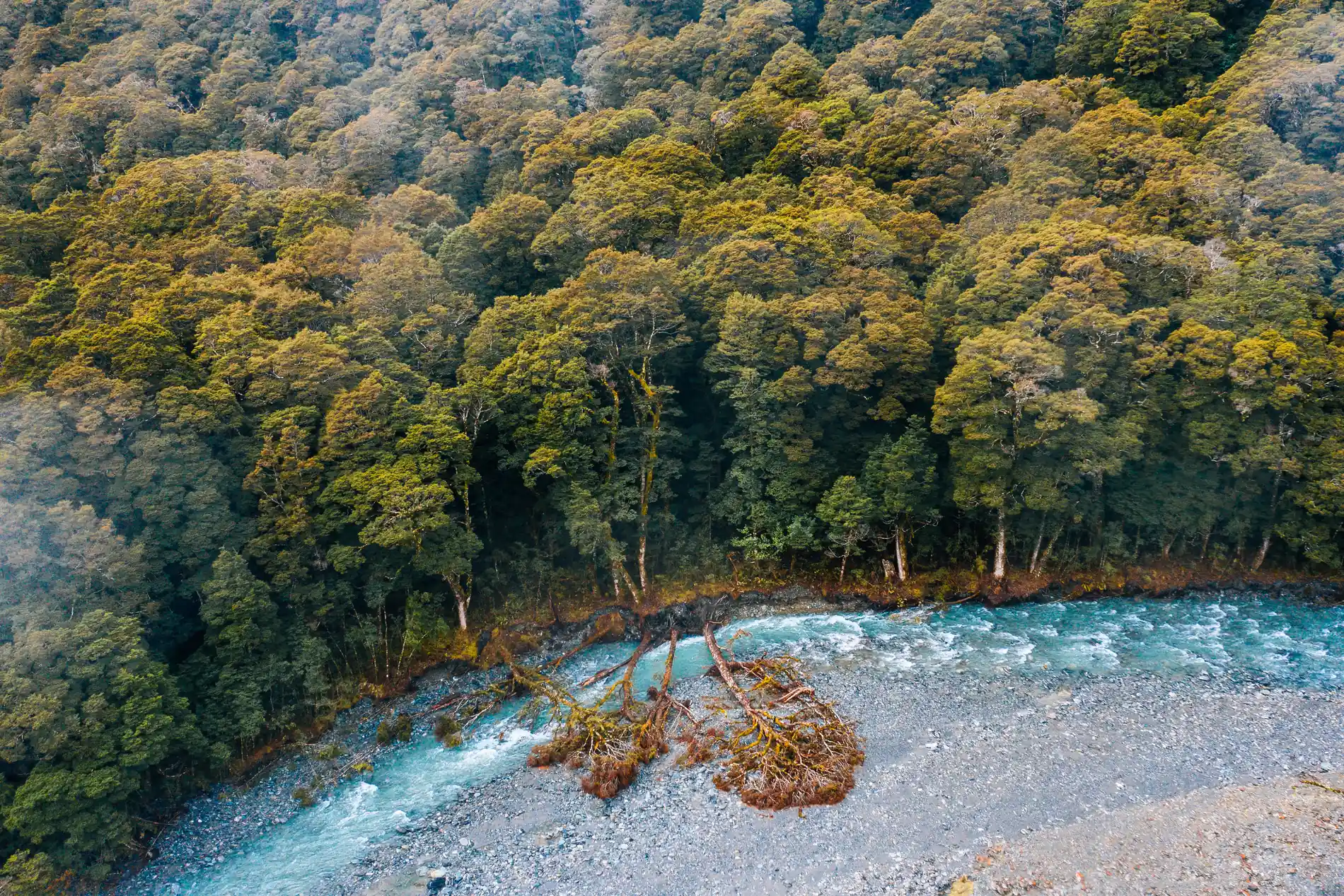 Aerial of a braided river running through dense temperate forest