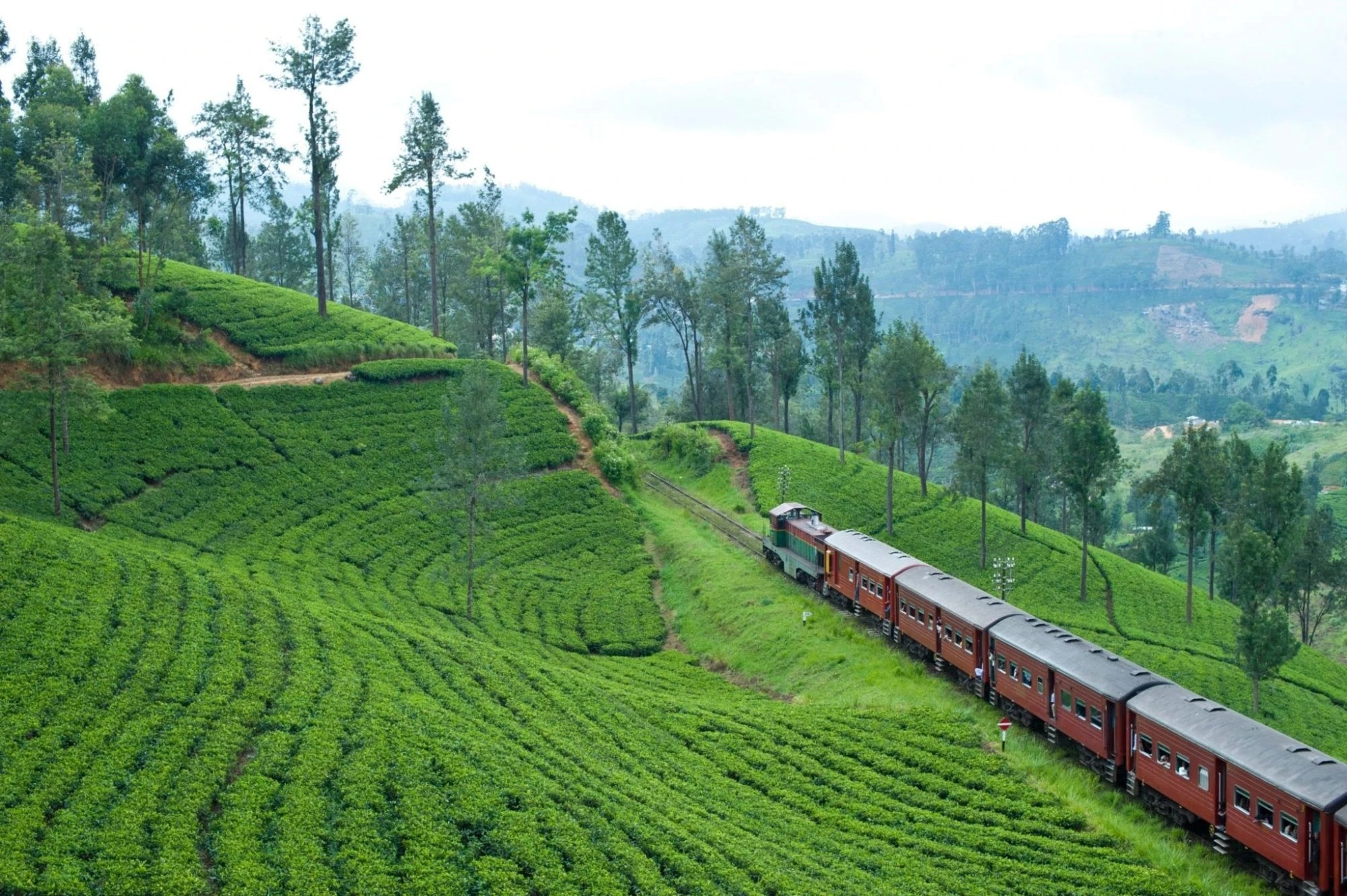 Scenic train through tea plantations
