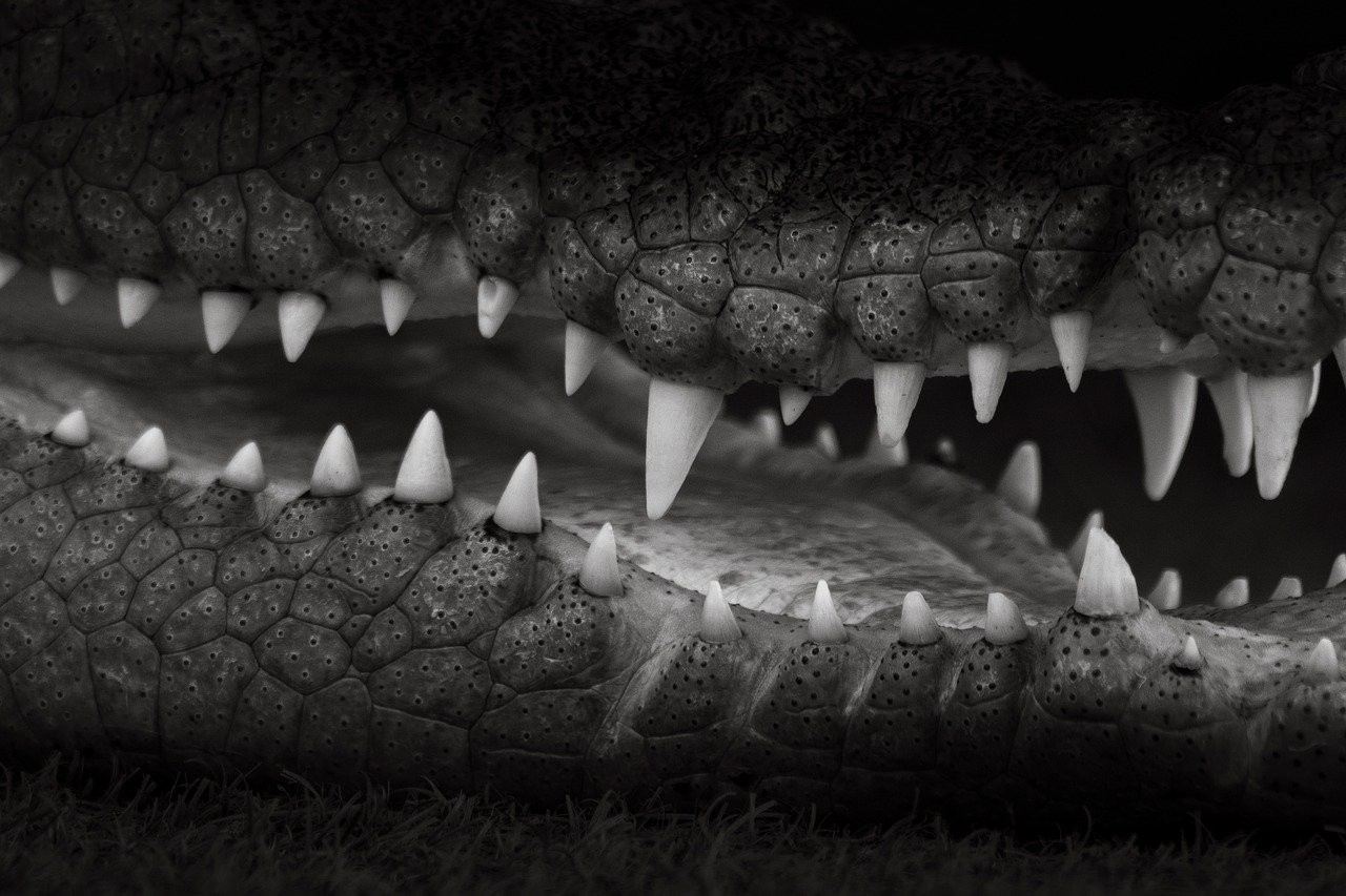 crocodile,-saltwater,-saltwater-crocodile,-crocodylus-porosus,-australia,-nature - storme22k (pixabay)