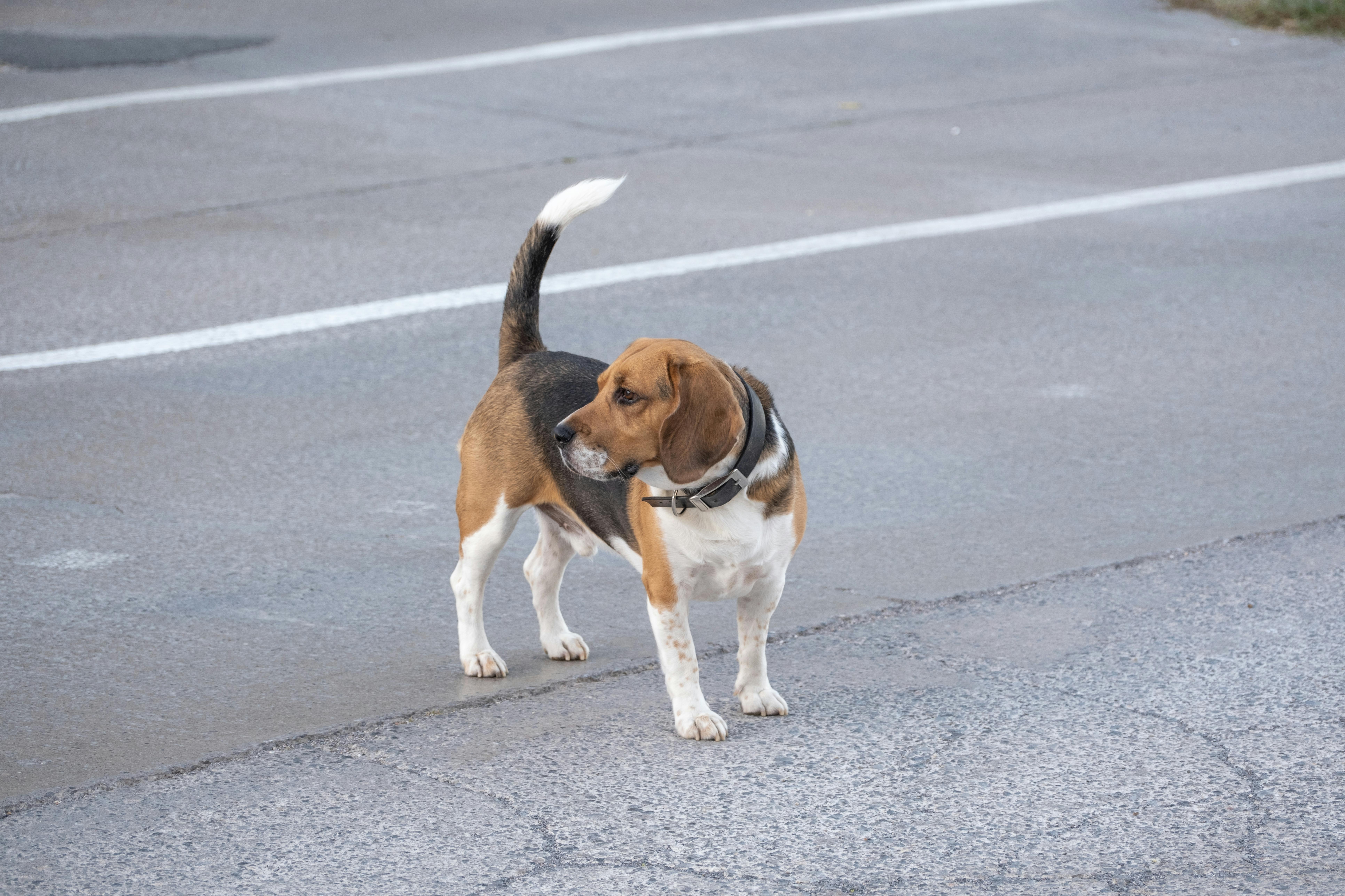 a-beagle-dog-standing-alert-on-a-paved-road-outdoors-in-i̇zmir,-türkiye. - doğan-alpaslan-demir (pexels)
