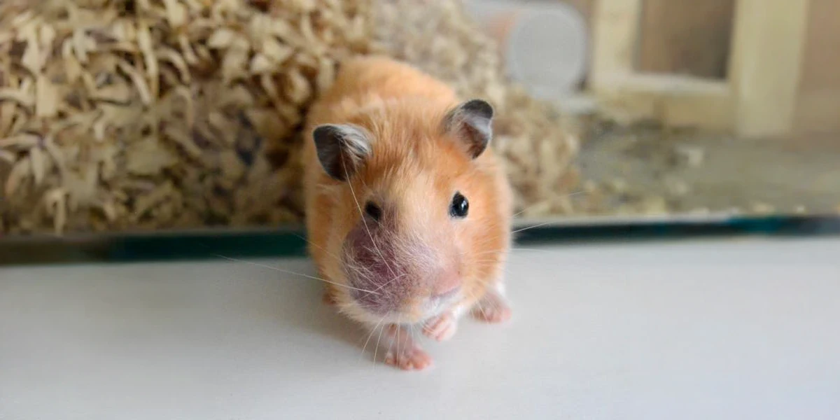 hamster mouth swollen