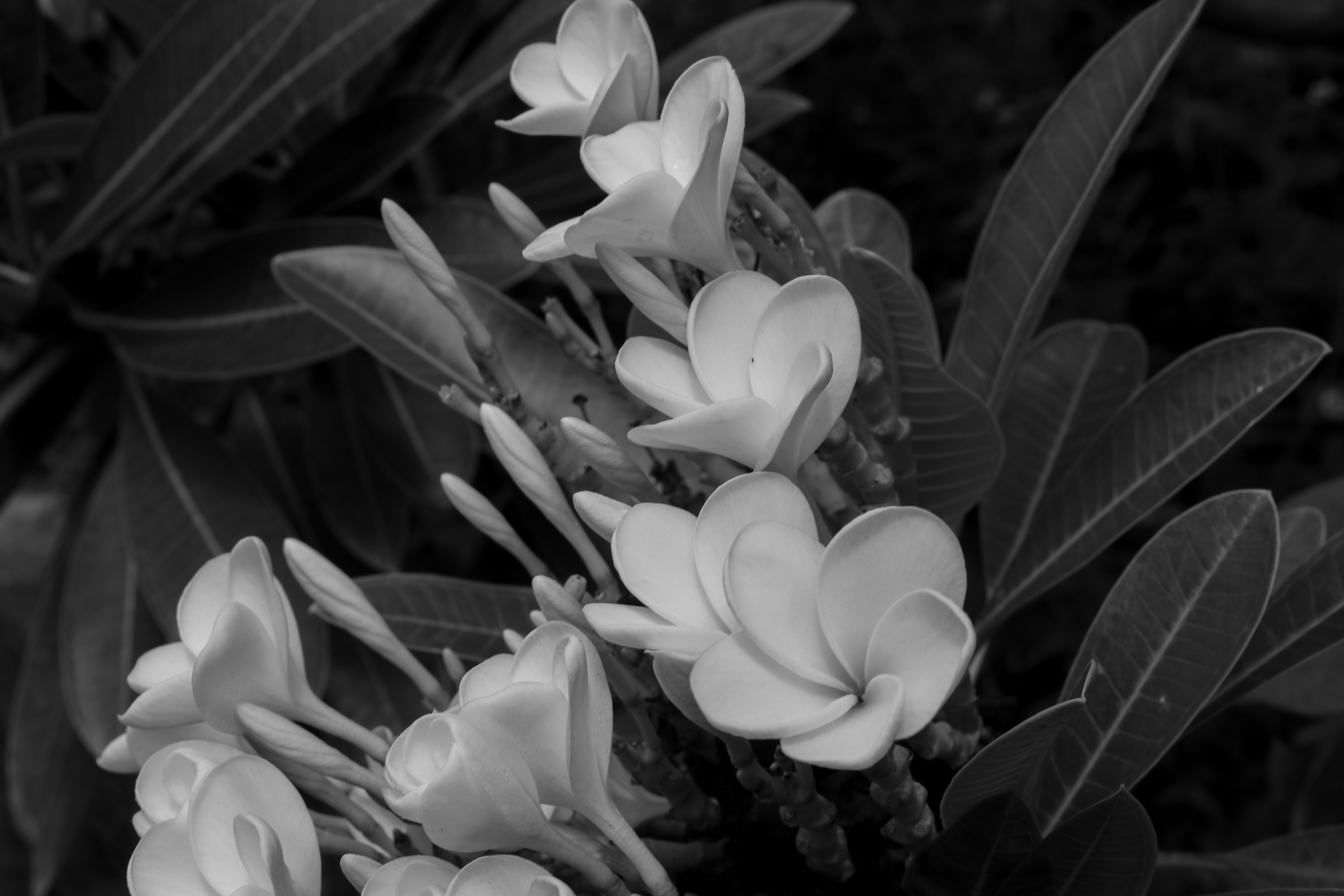 a group of white flowers
