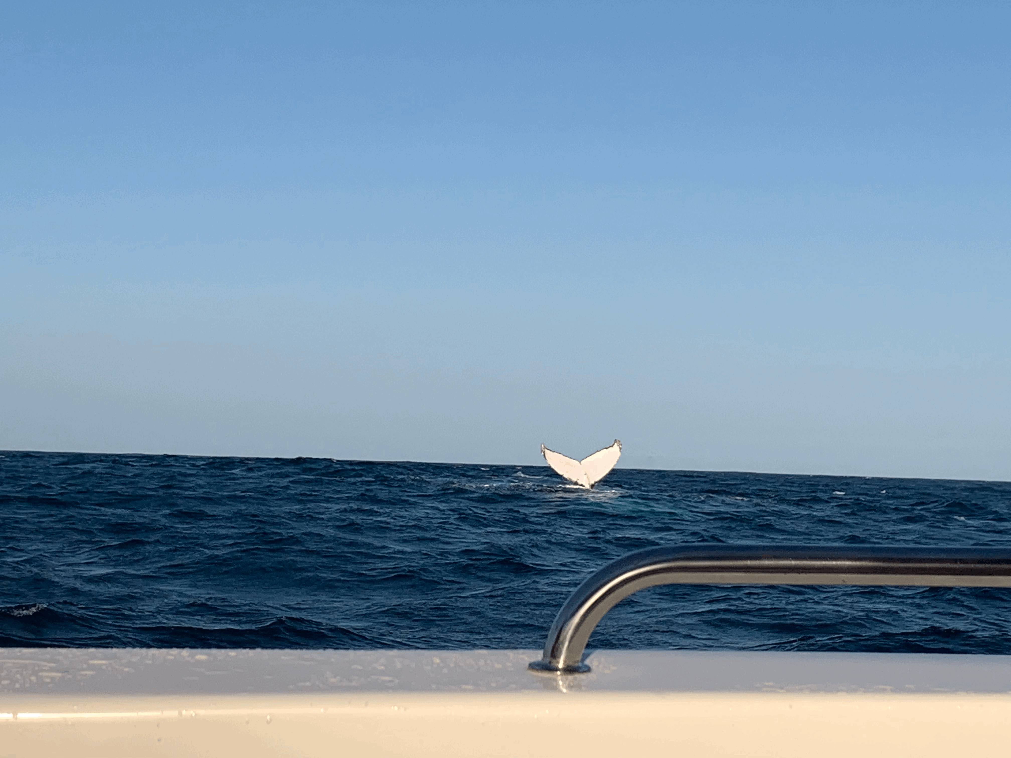 l'afrique du sud sejour linguistique en anglais