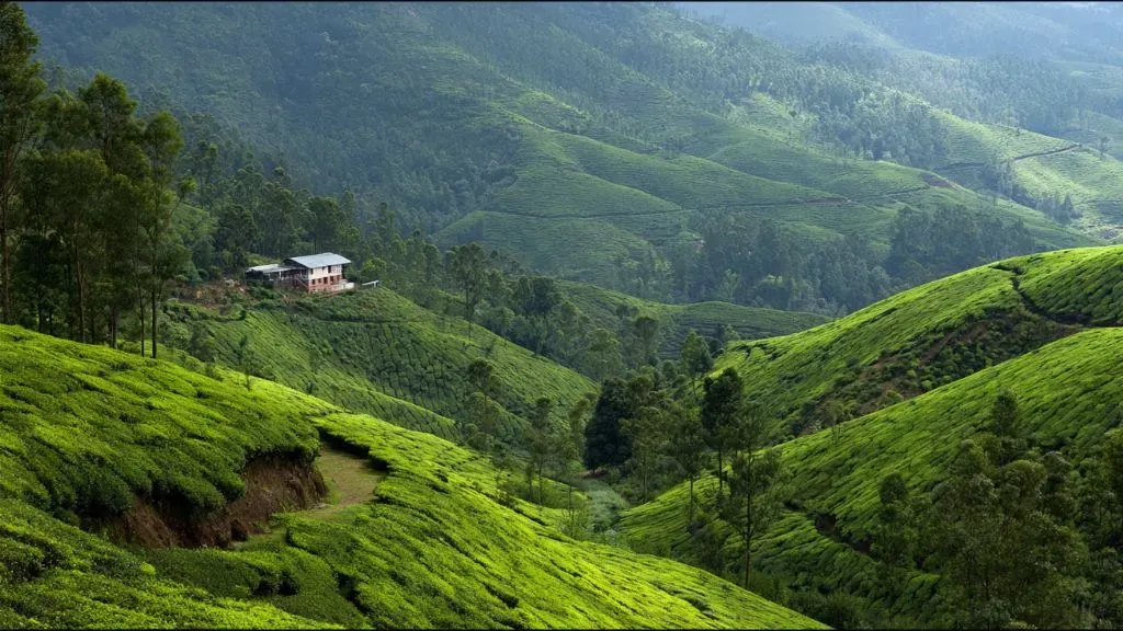 Munnar Hill Stations Kerala .webp