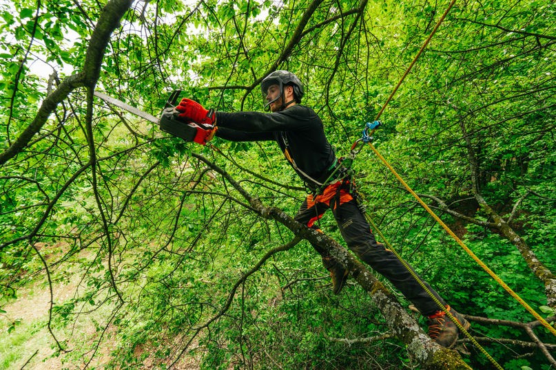 Seilklettertechnik zur Baumpflege, Baumkatastern, Obstbaumschnitt, Baumpflege, Pflege von Bäumen