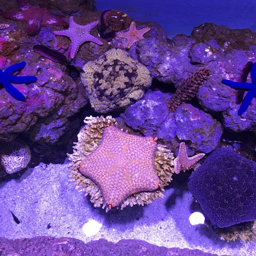 Various colorful starfish and coral on rocks in an underwater aquarium display, lit by purple and blue lights.