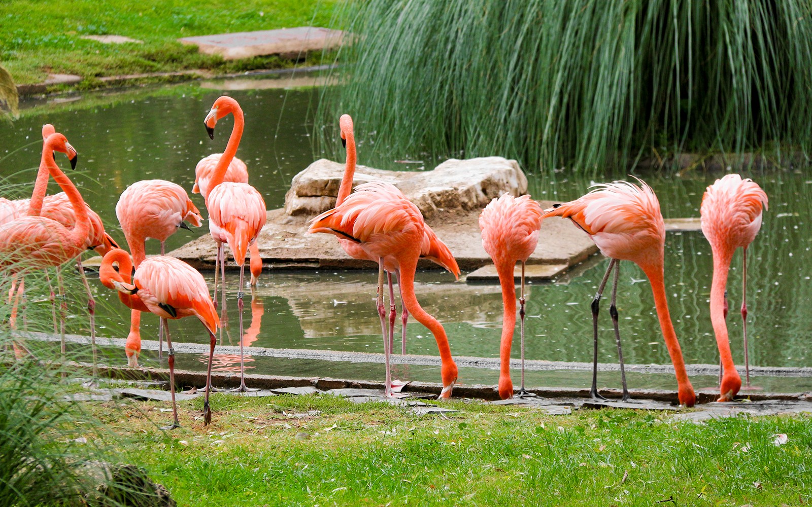 Flamingos by a pond at the Madrid Zoo aviary.