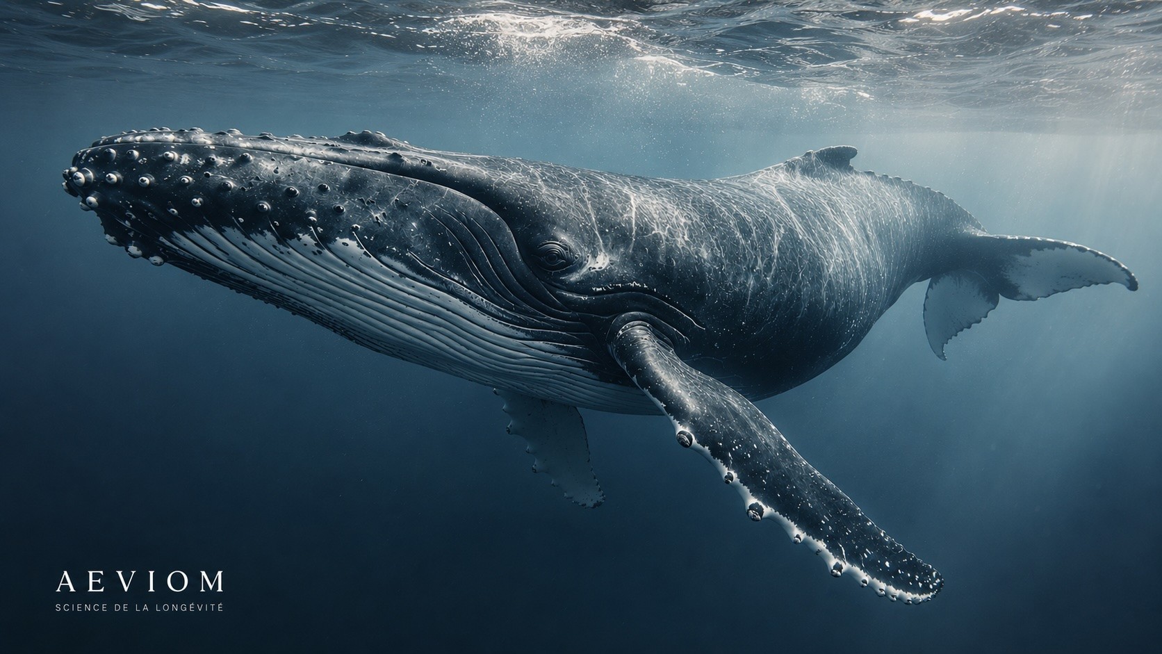 Ce que les animaux les plus vieux du monde nous apprennent sur la biologie de la longévité