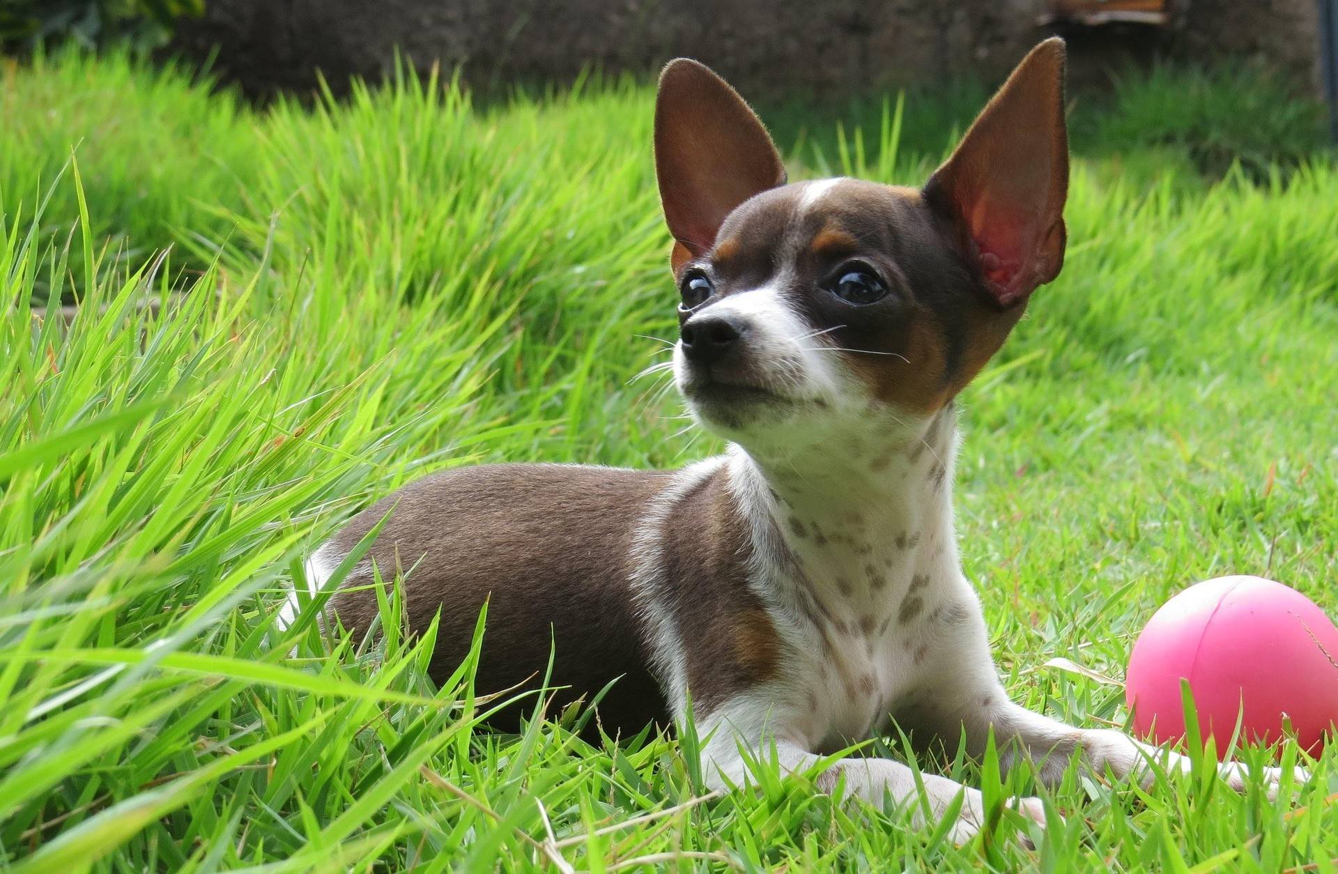 Chihuahua