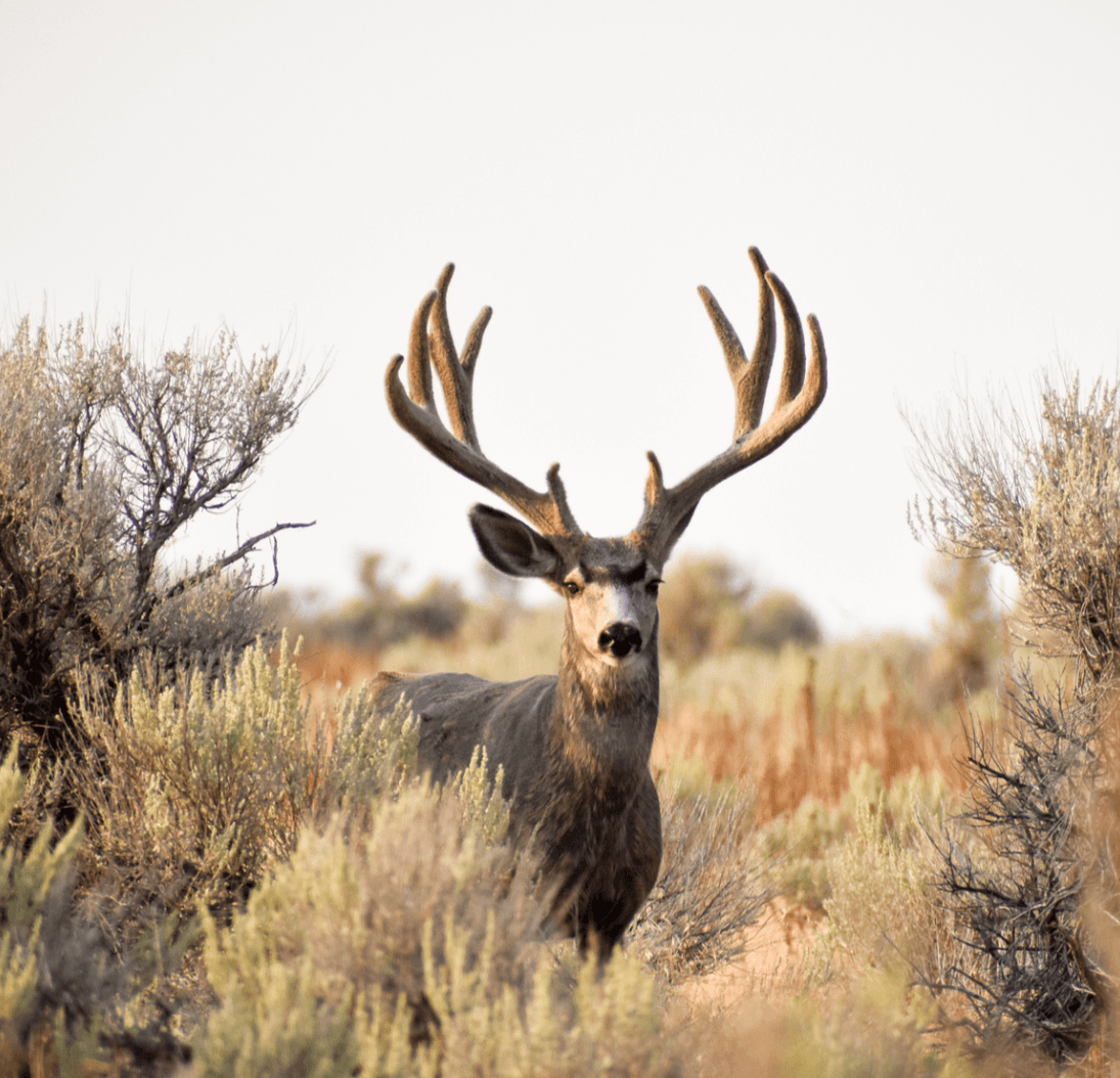 A buck in the brush