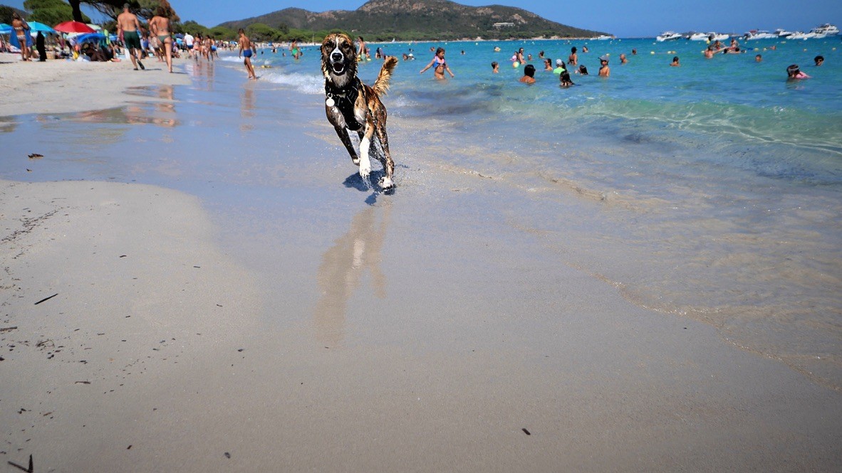 A dog runs along the waterline toward the camera on a busy beach with turquoise water