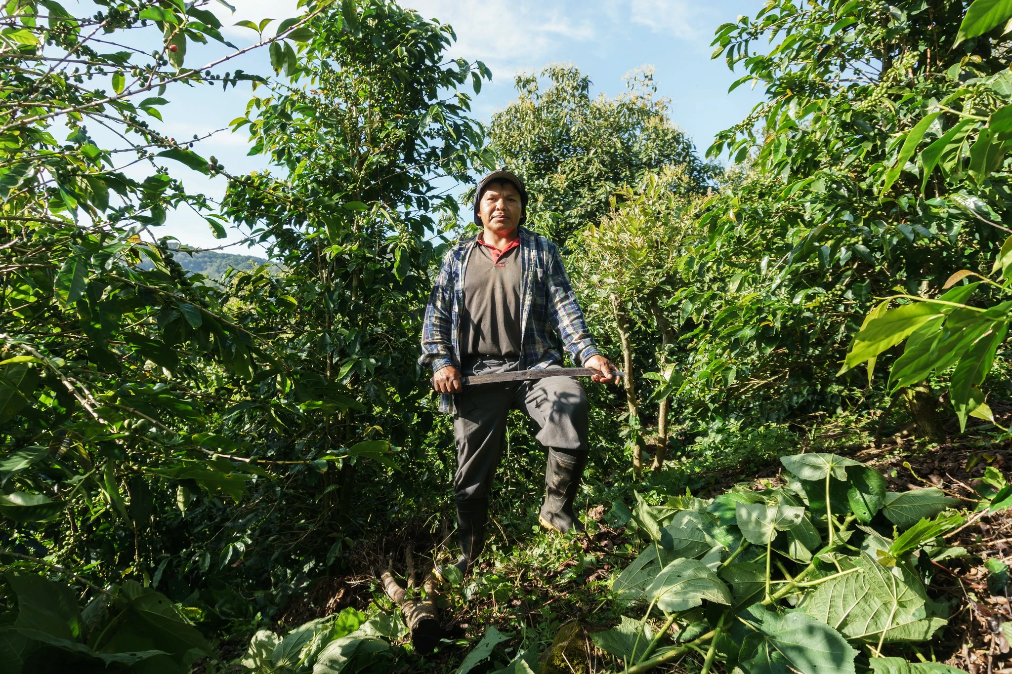 A person stands with a machete in a lush, green coffee plantation. They are wearing a plaid shirt, pants, boots, and a brimmed hat. The sun shines through the trees, highlighting the leaves and surrounding vegetation.