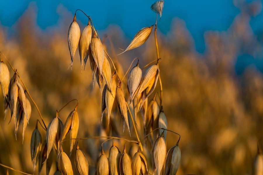 Pianta d'avena