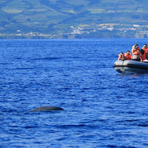 Whale and Dolphin Watching Cruise from Ponta Delgada tickets in Ponta Delgada