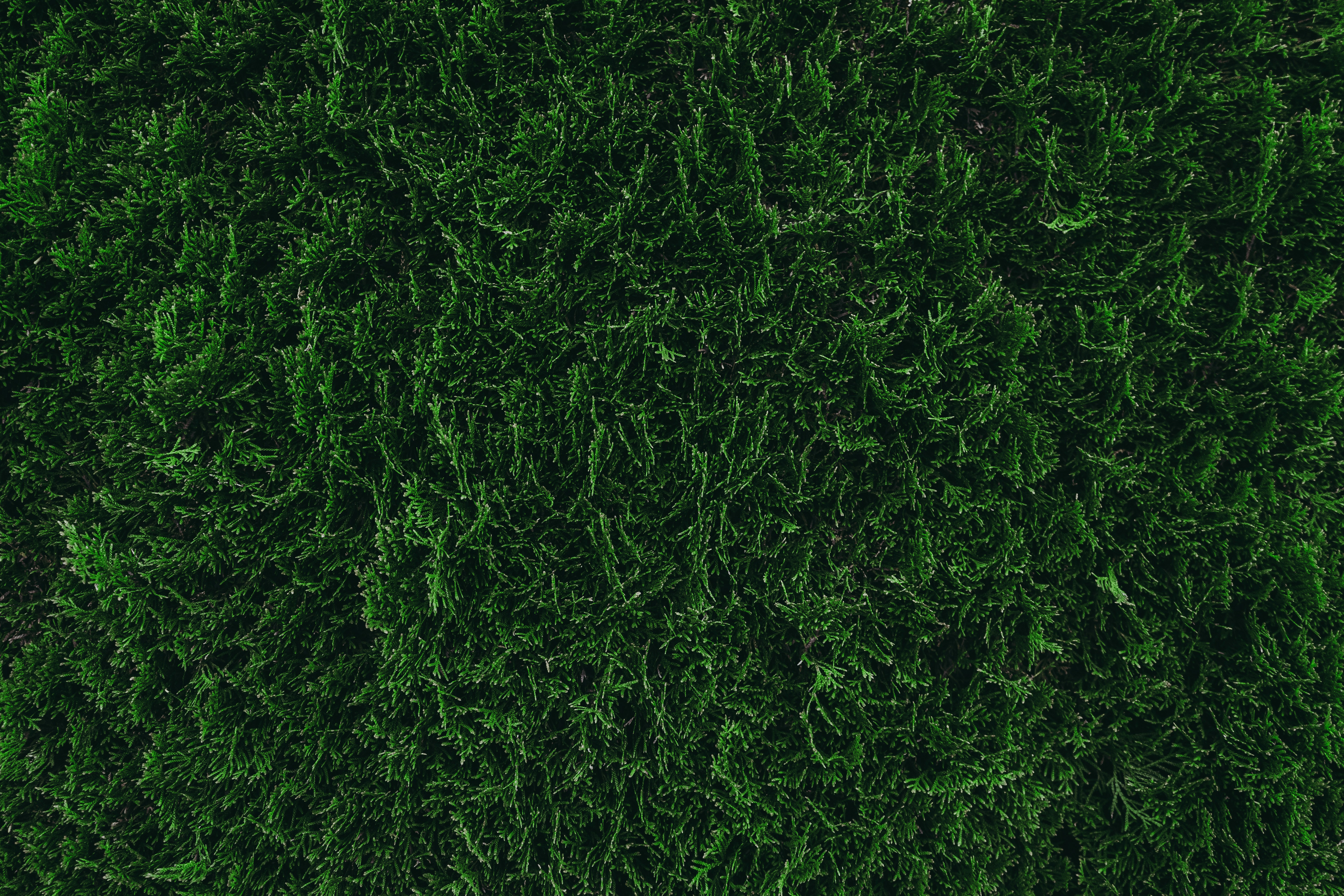 green grass field during daytime
