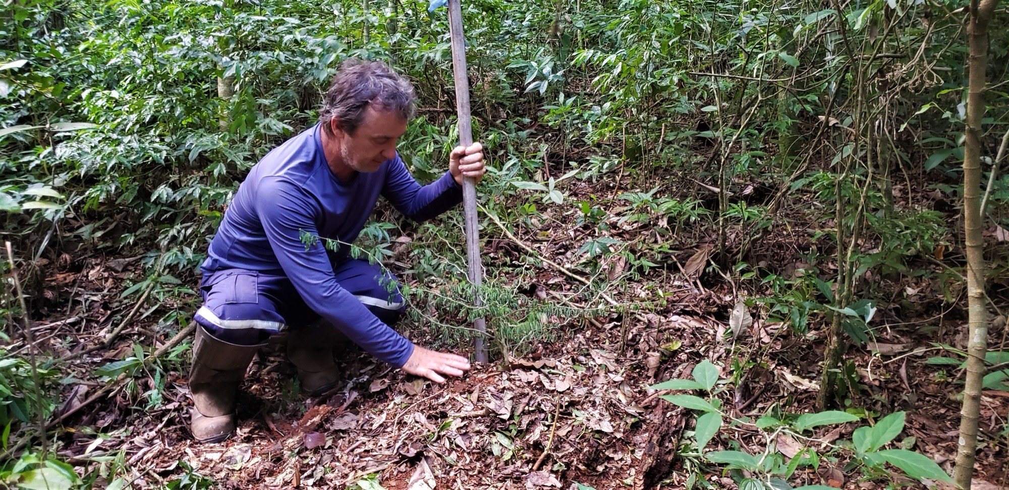 Rogério Formigari, ajoelhado na mata, planta uma muda ao lado de estaca de bambu