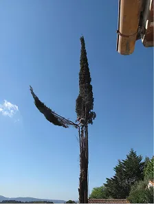 Arbre qui se fait élaguer