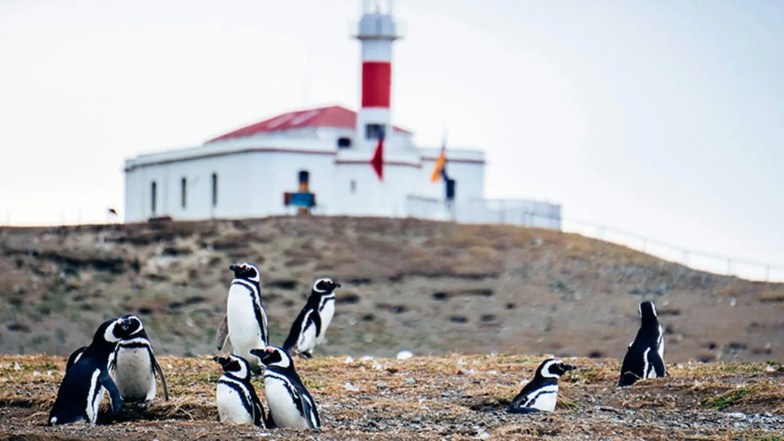 Visit Penguin Colonies at Isla Magdalena
