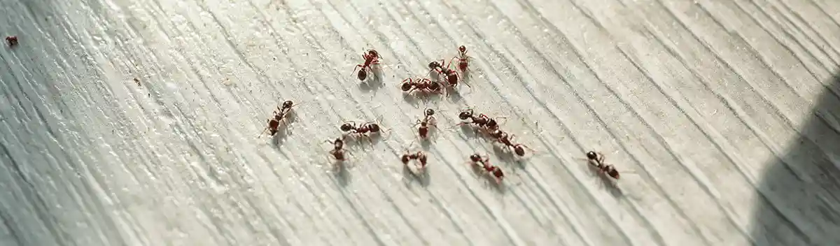 Ants