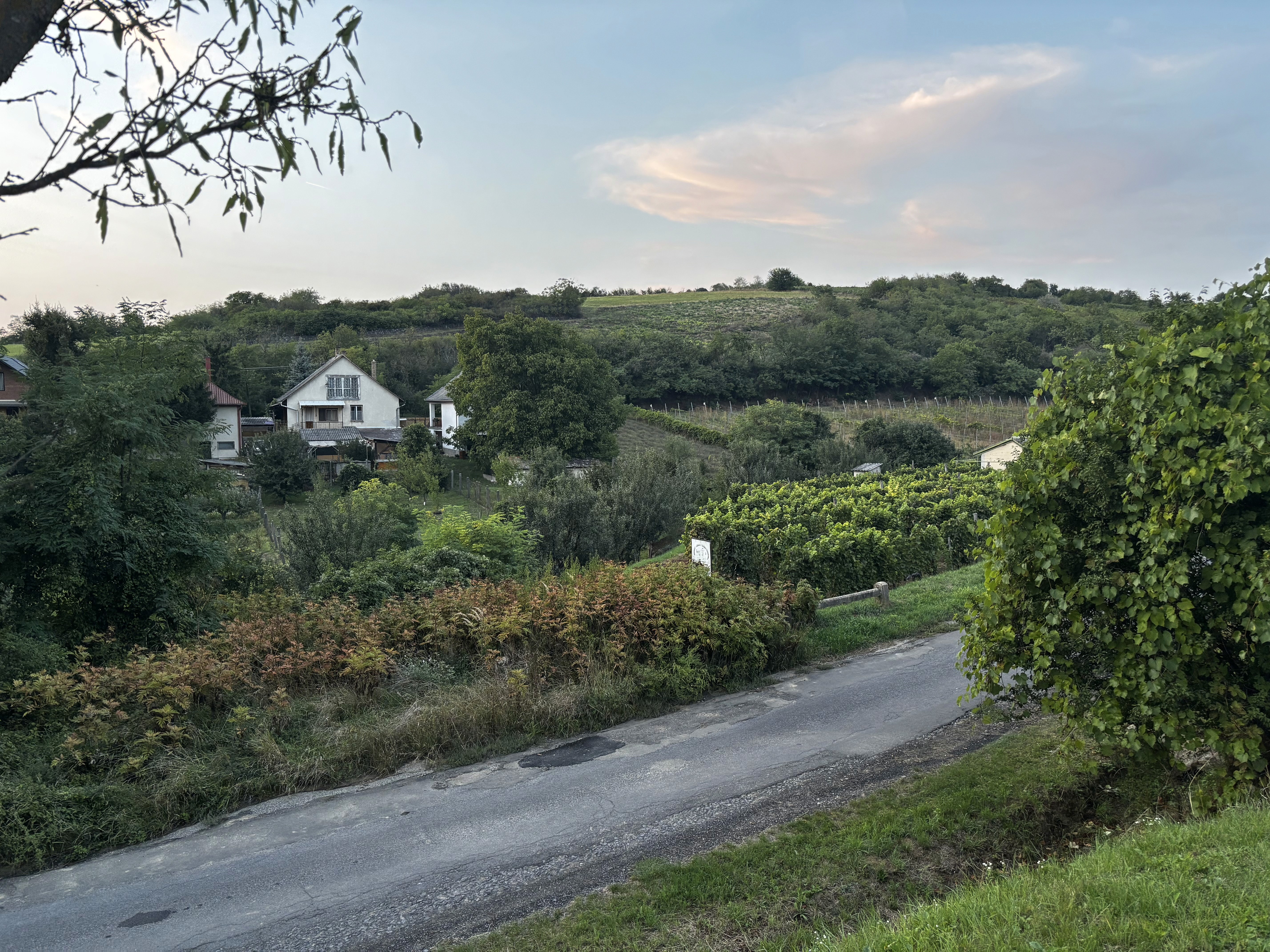 Szőlőültetvény esti fényben, fákkal körülvéve, keskeny úttal az előtérben.