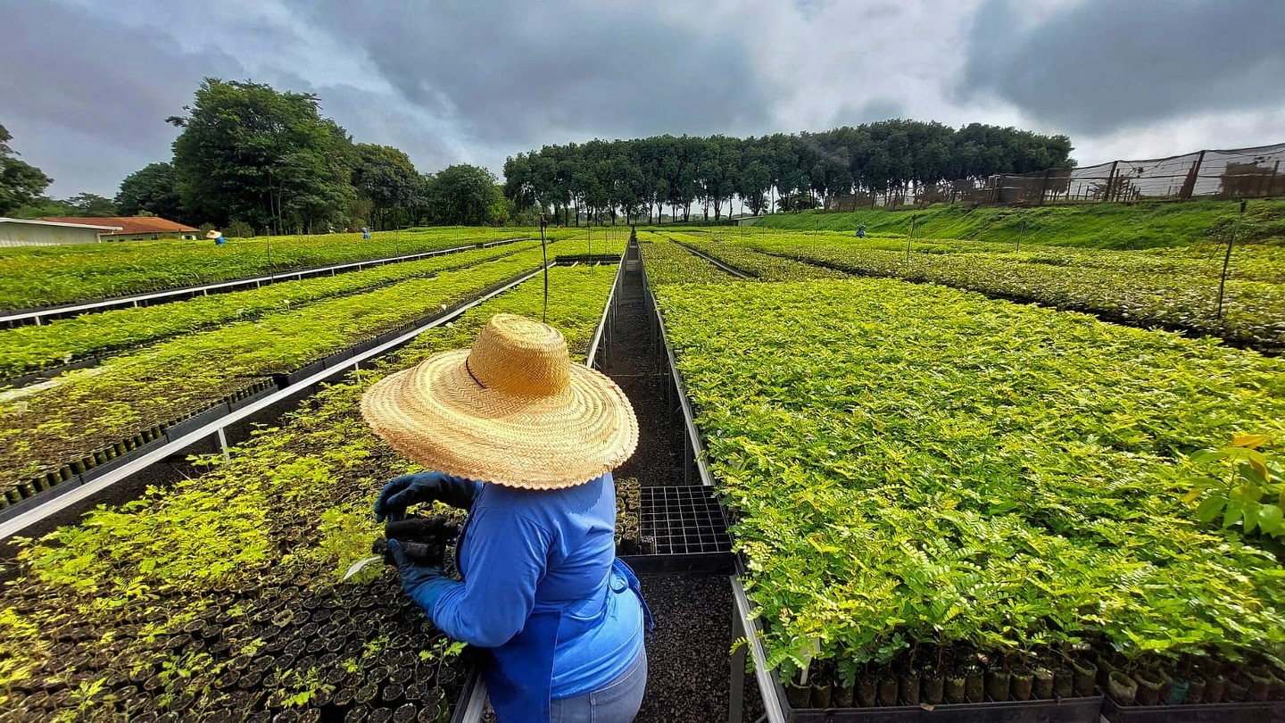 Carbon Direct supports deep diligence for Microsoft’s carbon removal deal with re.green