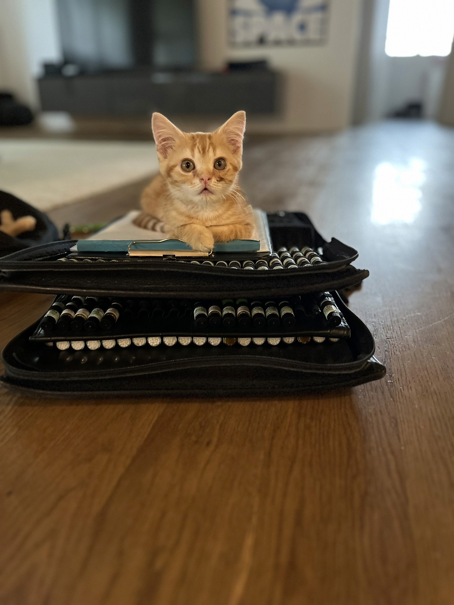 Eine kleine Katze auf einer Homöopathietasche