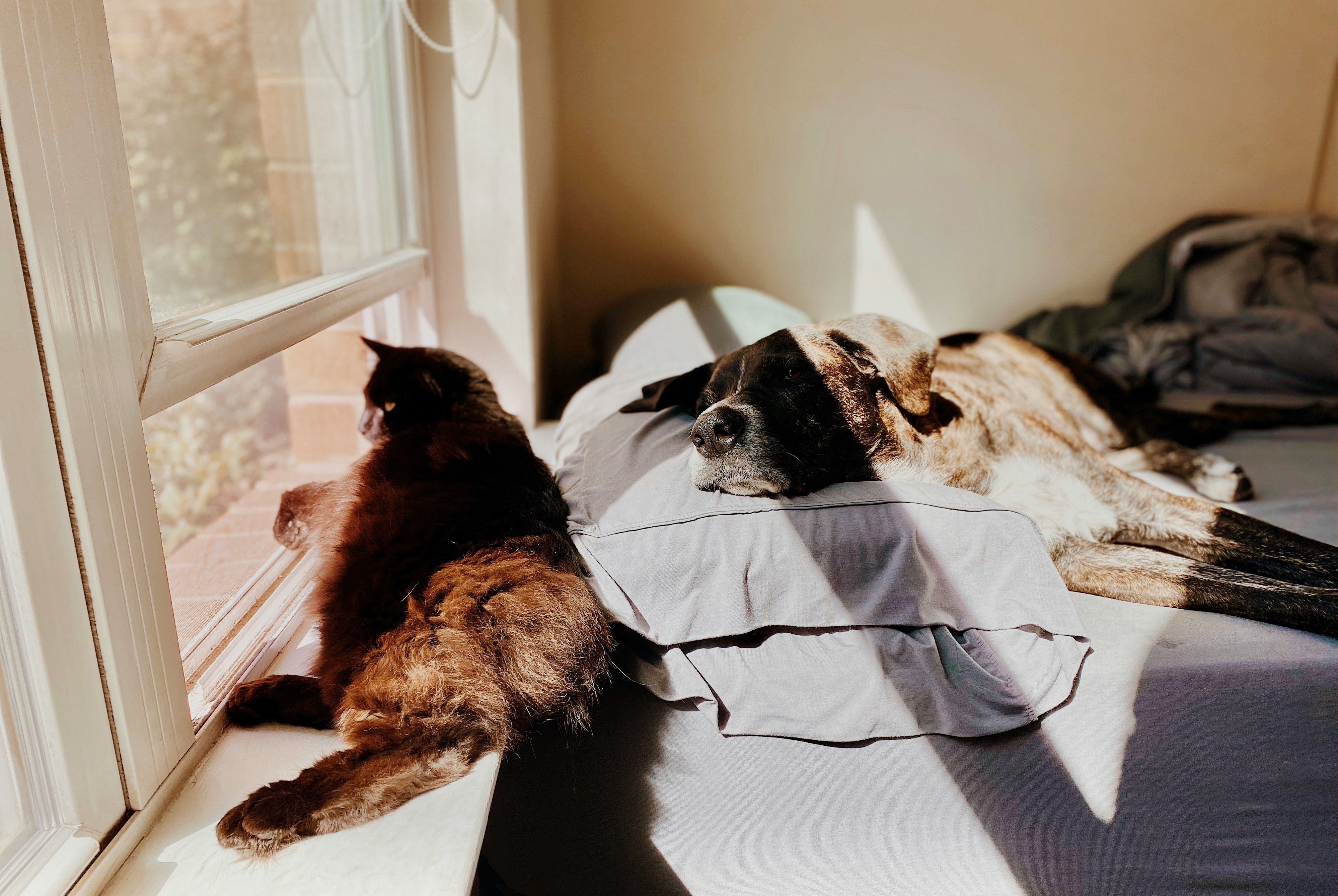 A cat and dog sitting in an indoor patch of sun by Madalyn Cox