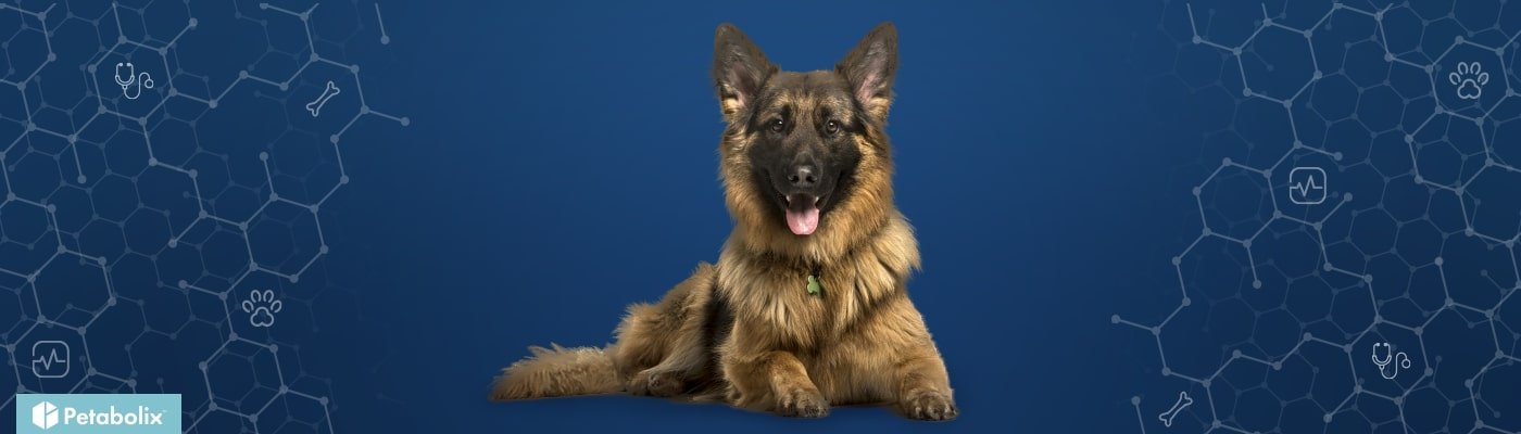 German Shepherd Dog image