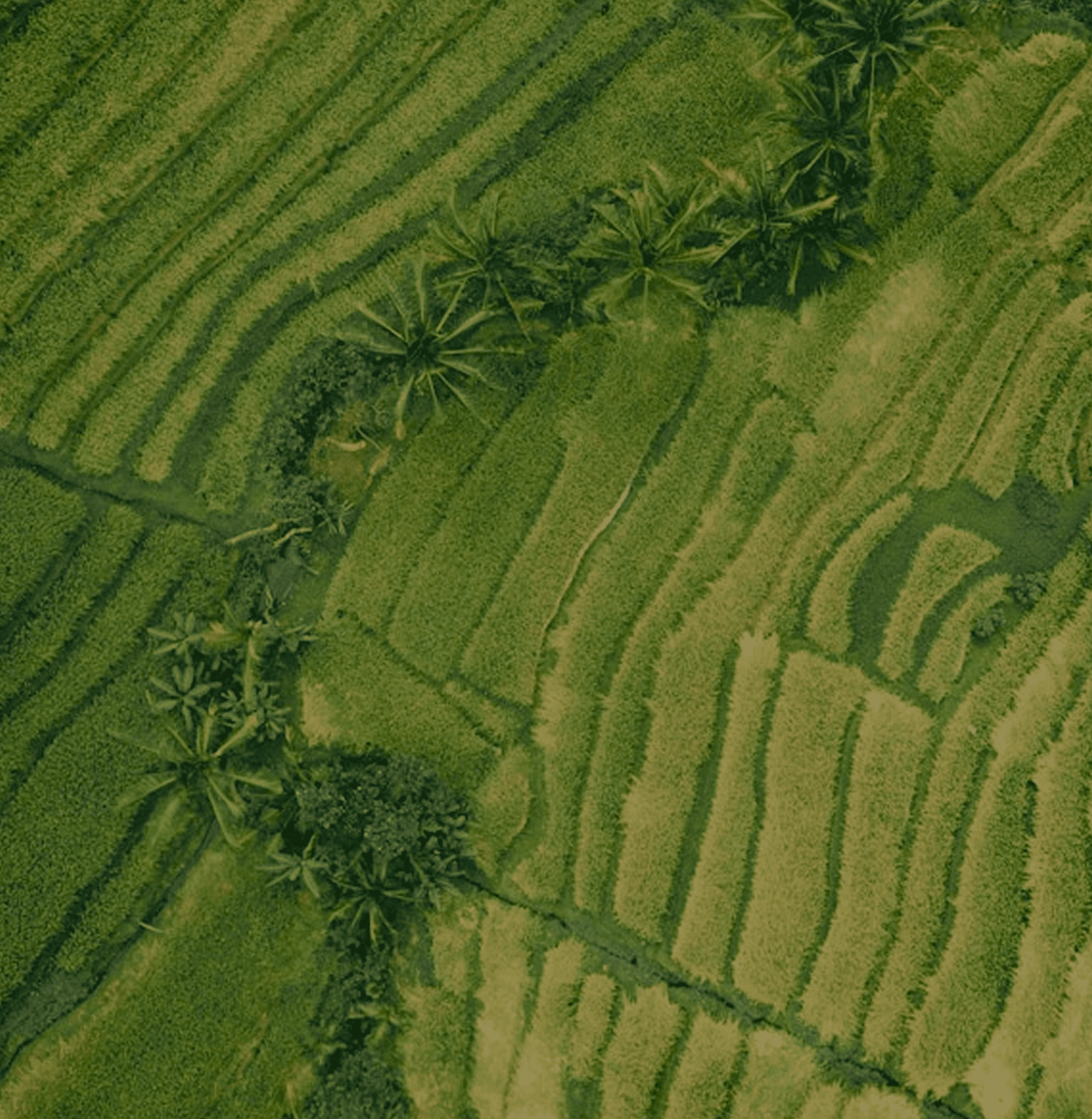 drone shot showing a green field