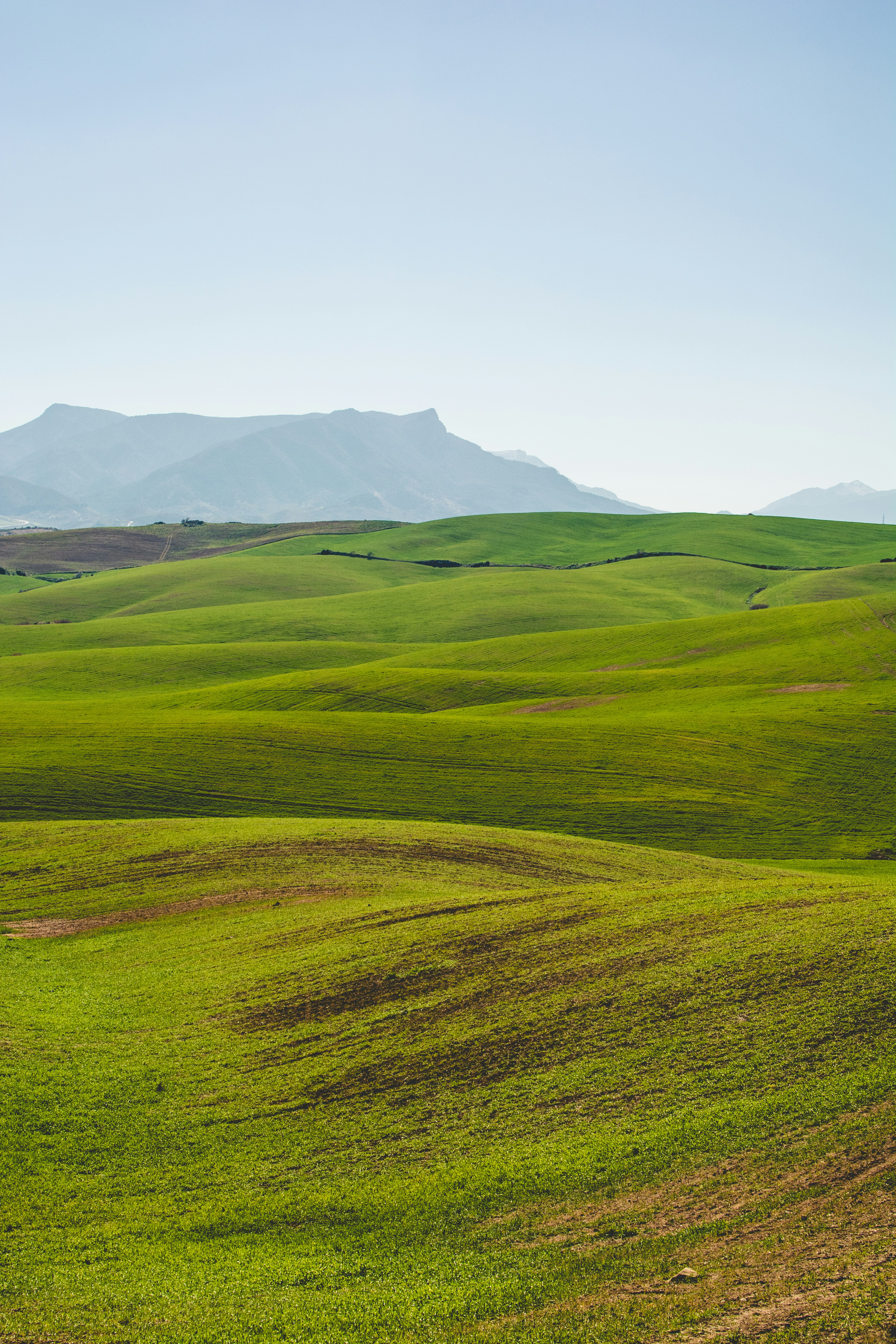 green grassland under clear sky