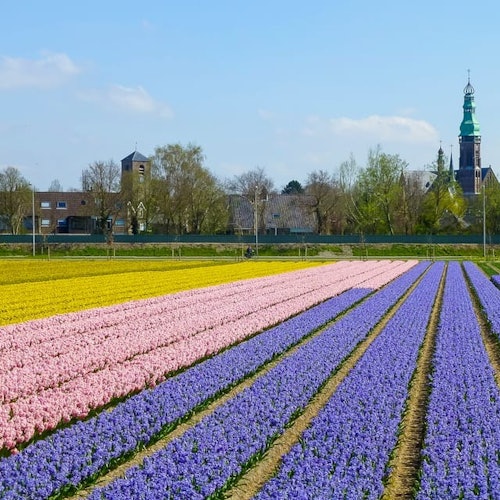 Kebun Bunga dekat Lisse