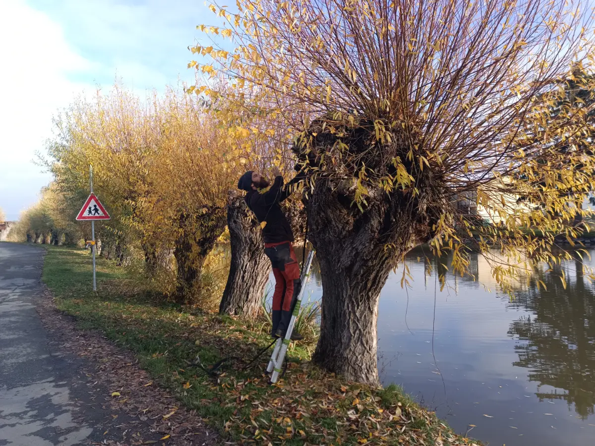 EntTreeCare – pomáháme vrbě