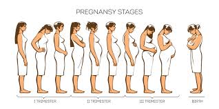 Pregnancy image