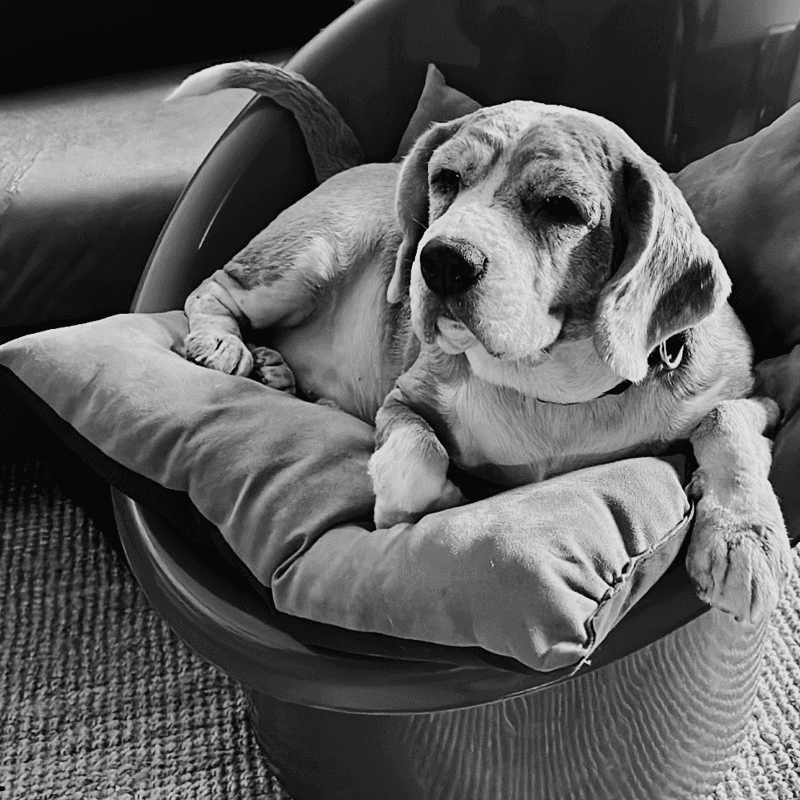 A woman seated at a desk in a minimalist workspace, reviewing architectural models. Large windows offer a view of a serene wooded area.