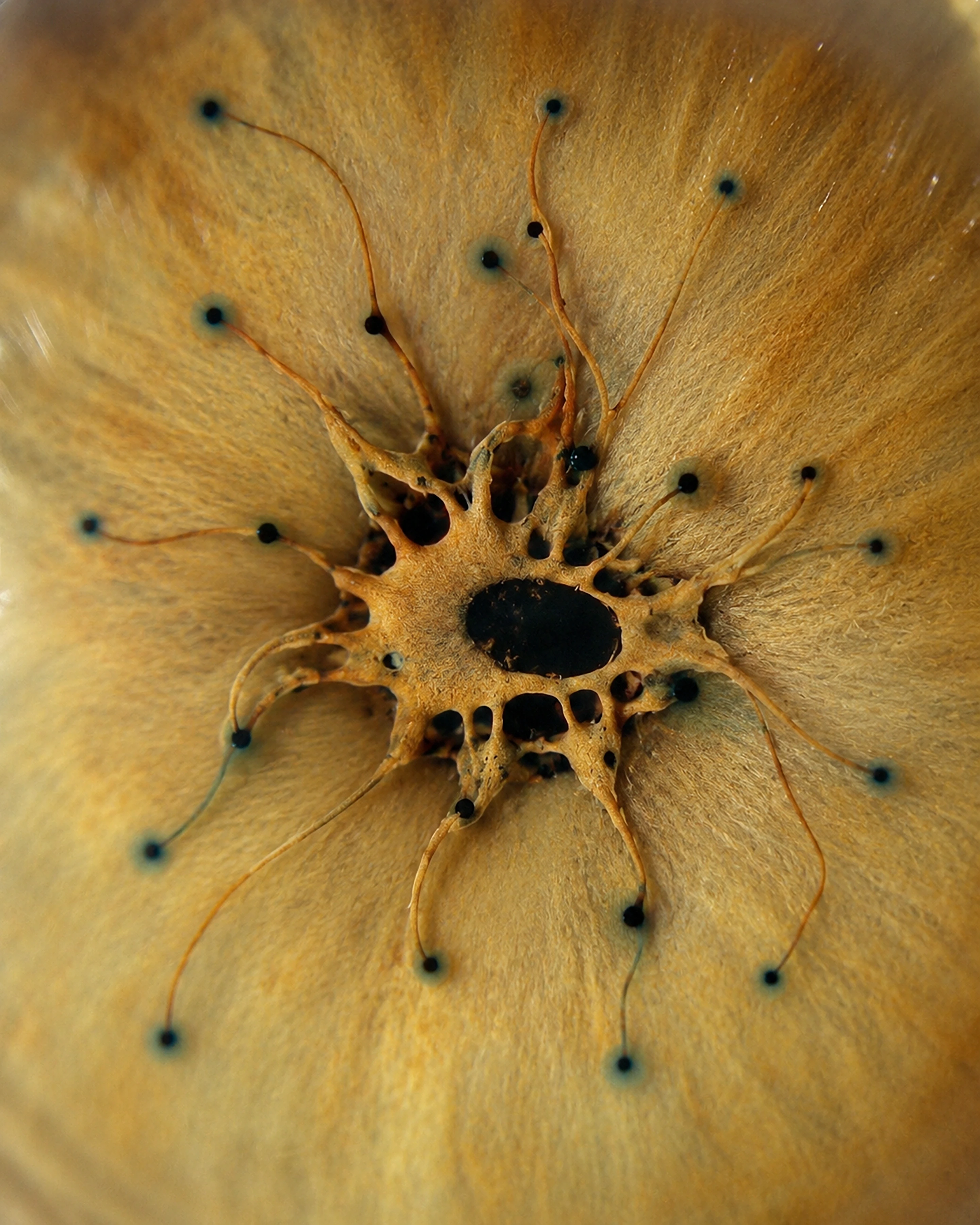 mutated core