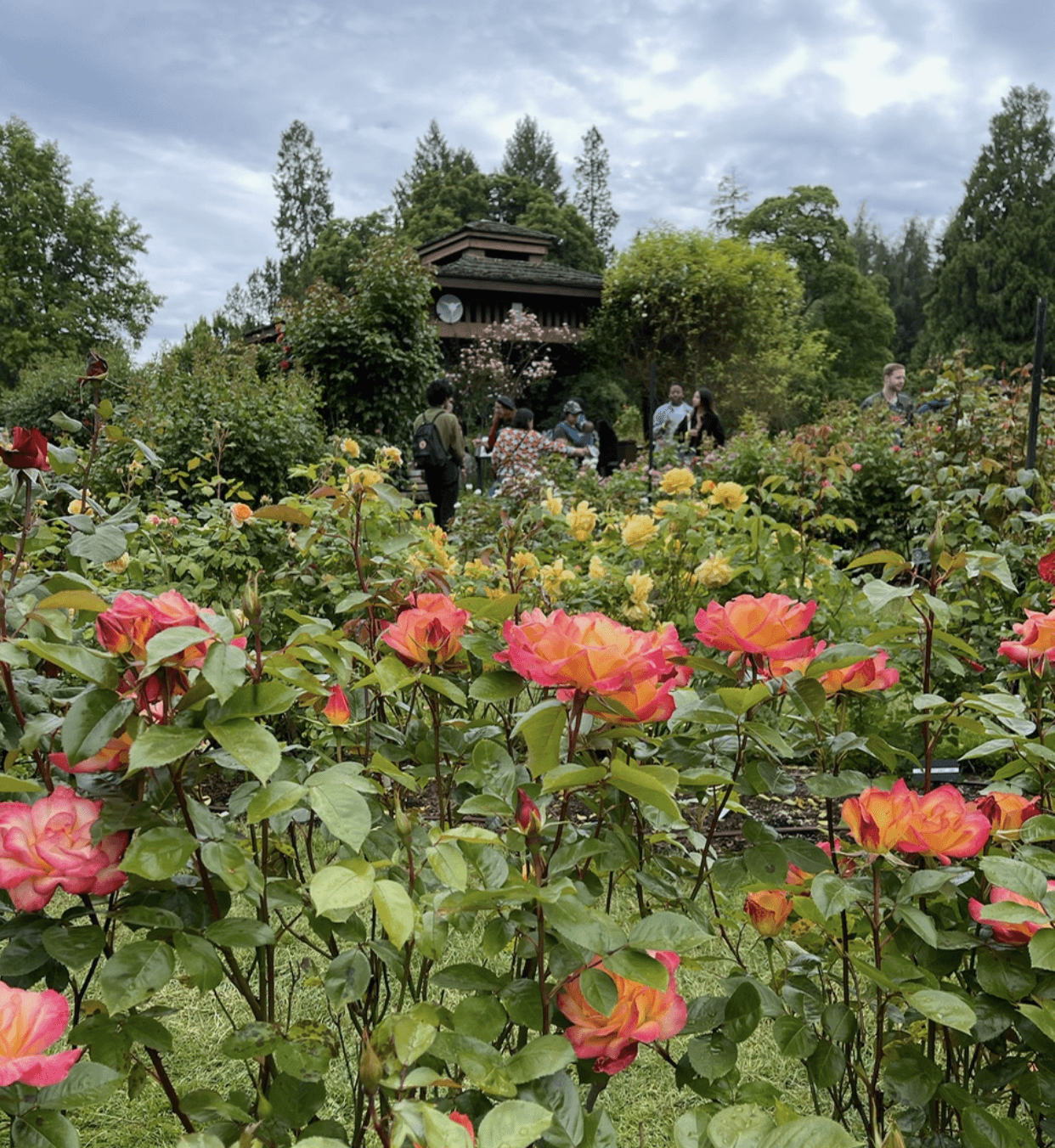 Pictured above: a beautiful walk in a blooming rose garden. We love to stop and smell the roses!
