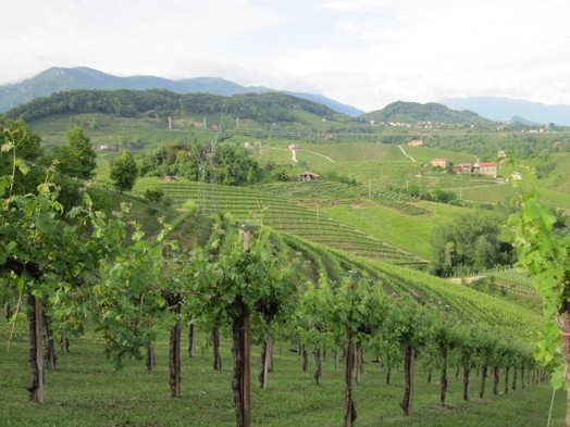 A photo of a green vine yard in the countryside.